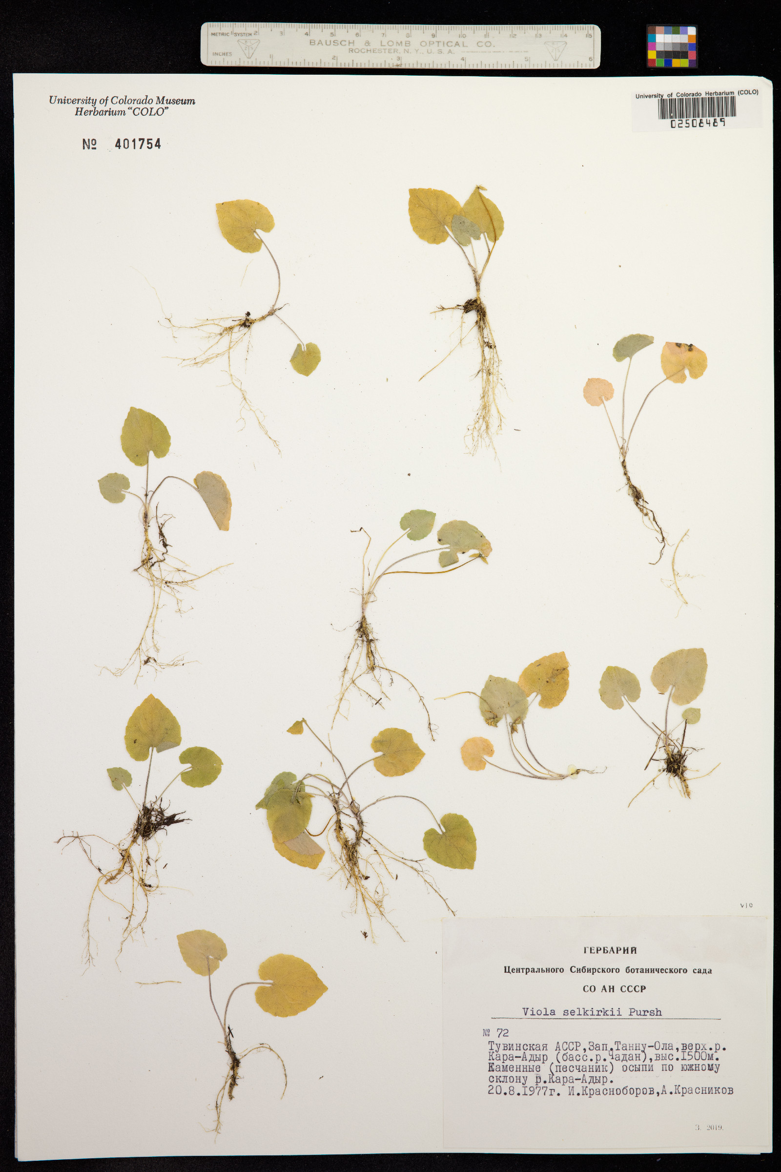 Viola selkirkii image