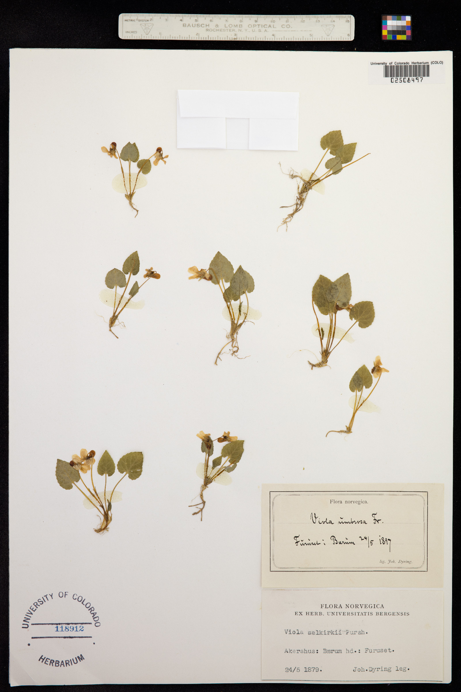 Viola selkirkii image