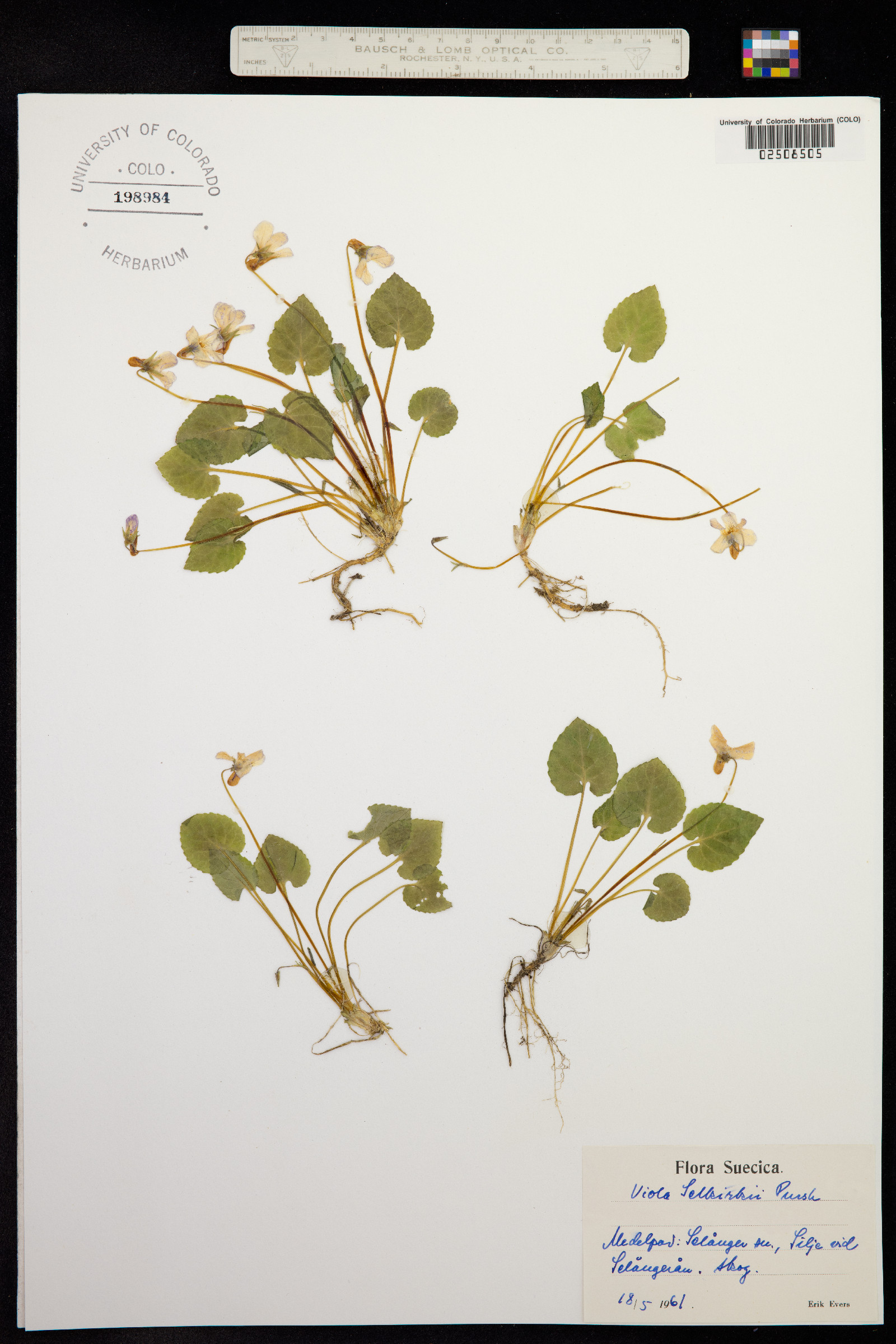 Viola selkirkii image