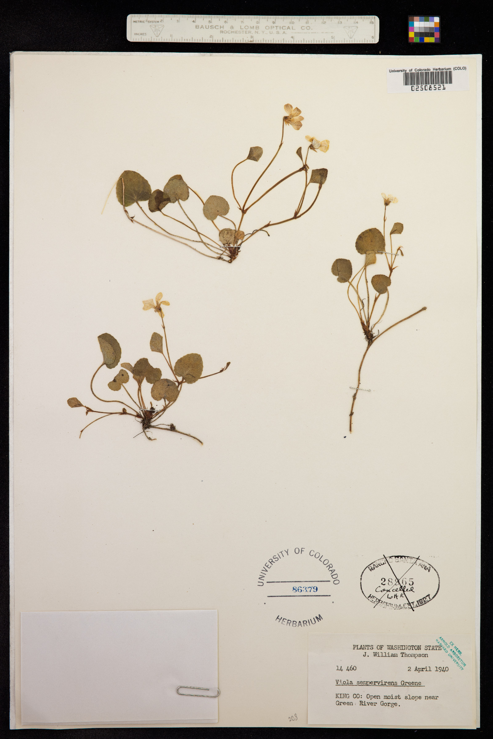 Viola sempervirens image