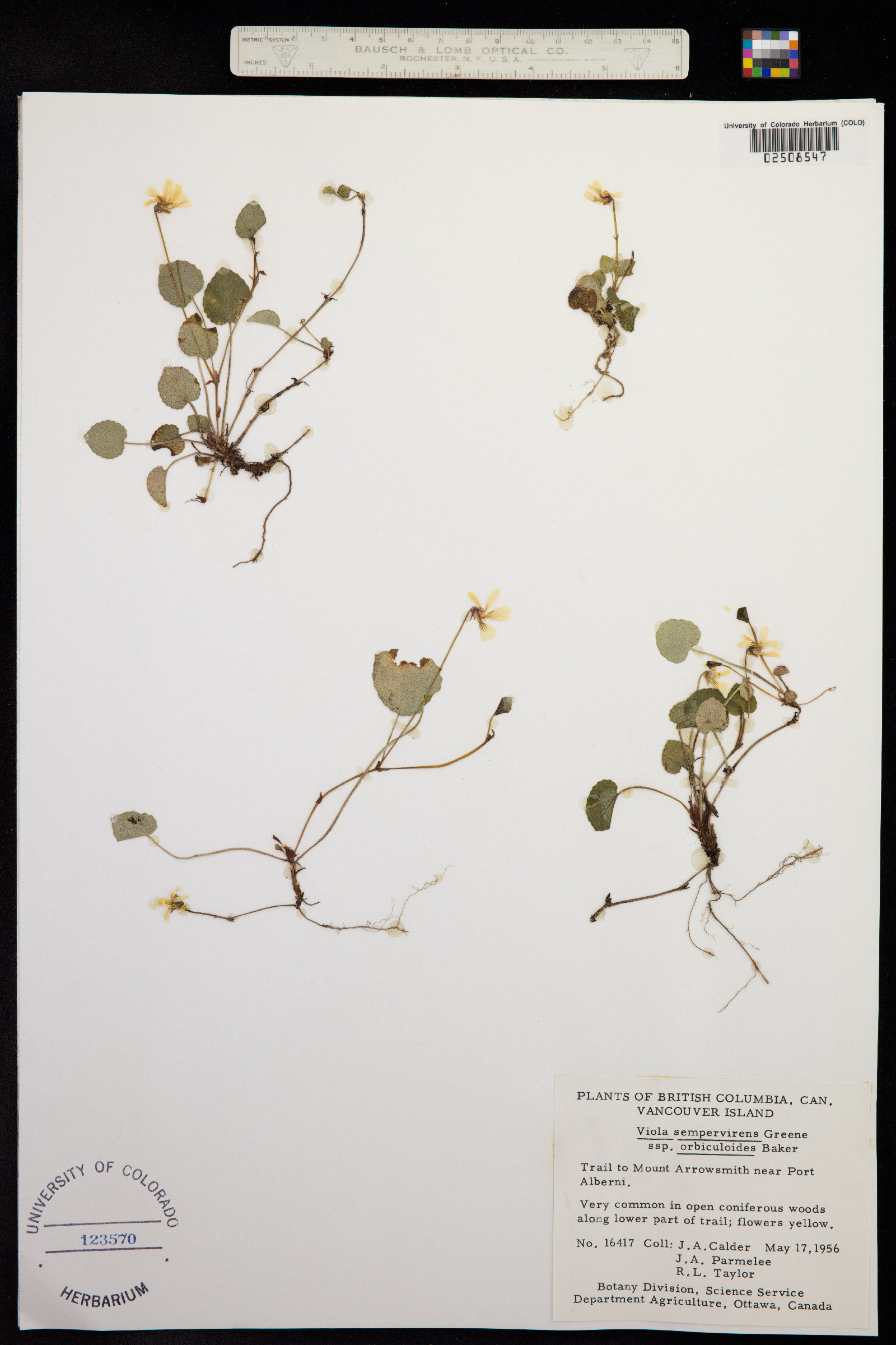 Viola sempervirens image