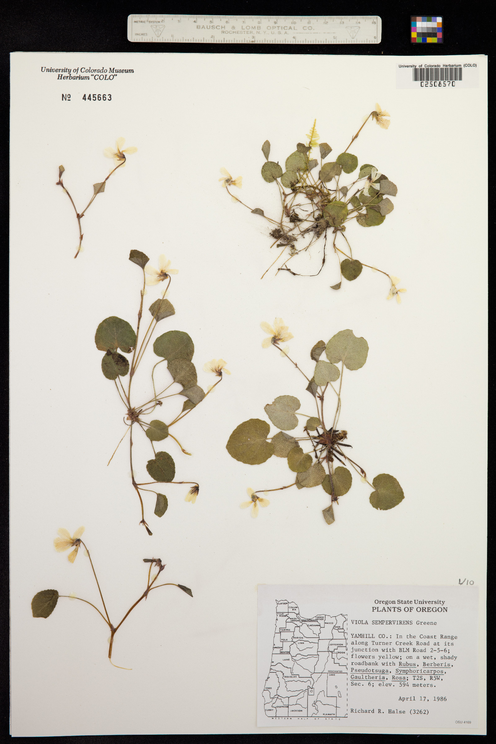 Viola sempervirens image