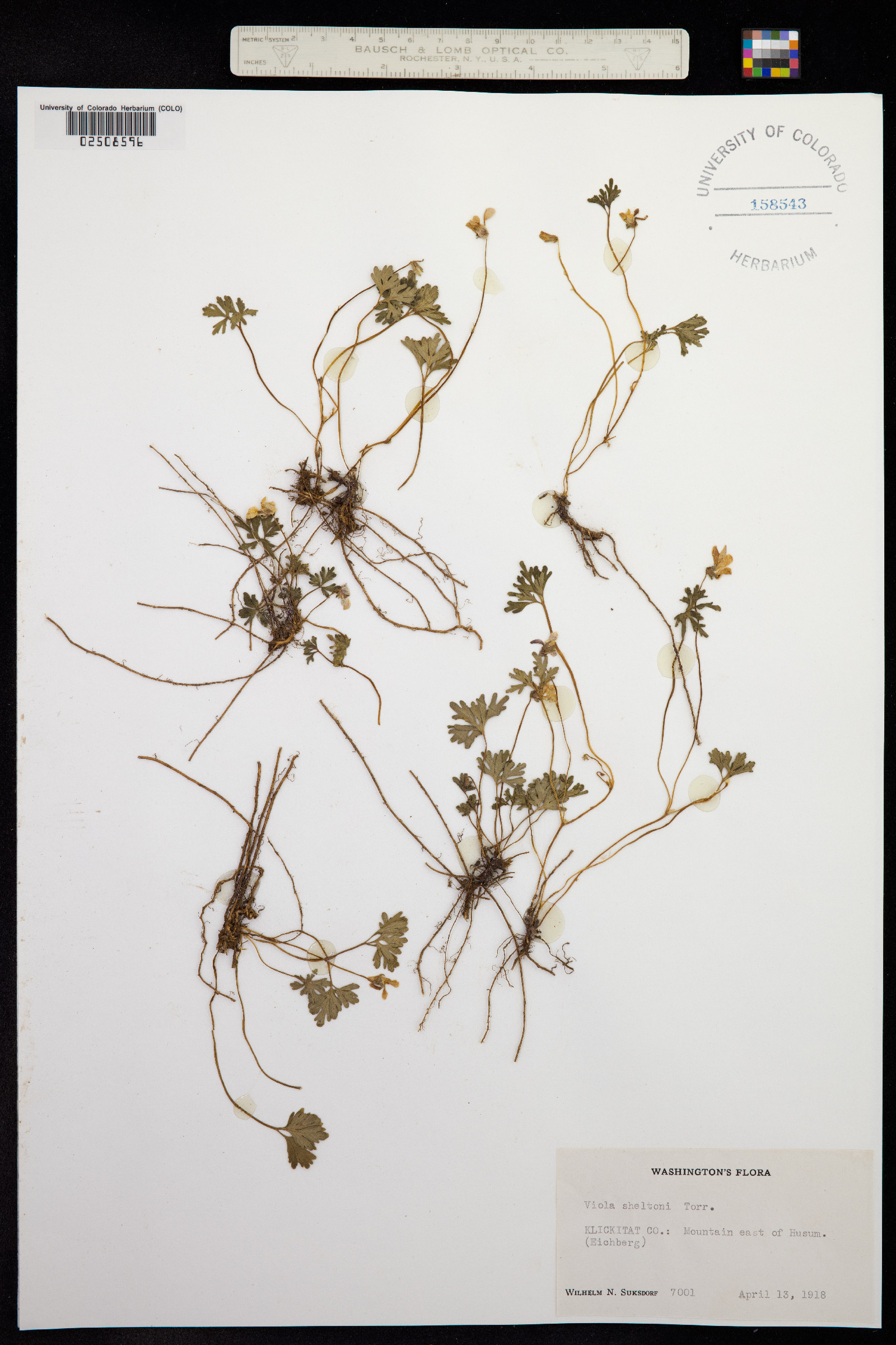 Viola sheltonii image