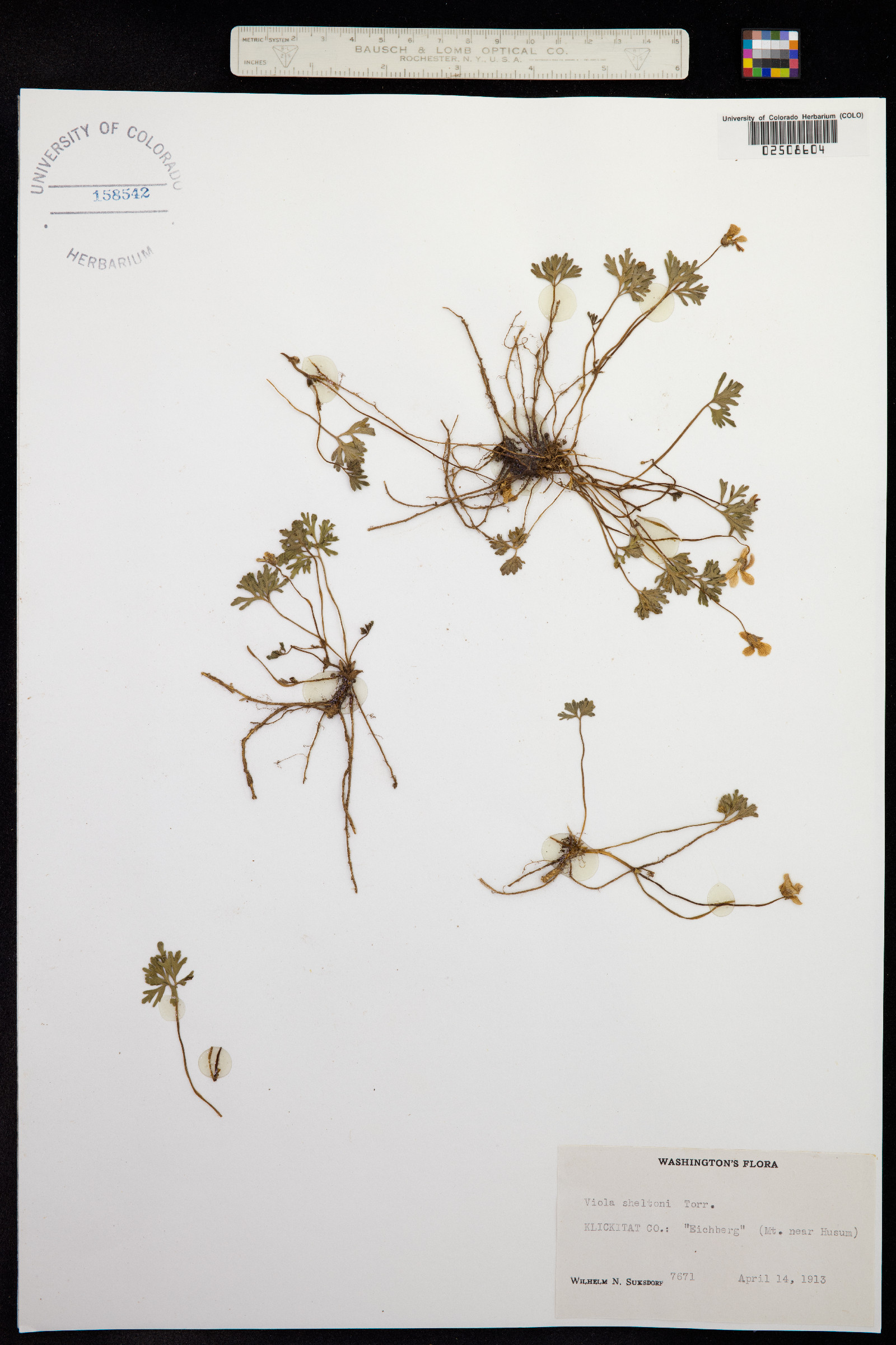 Viola sheltonii image