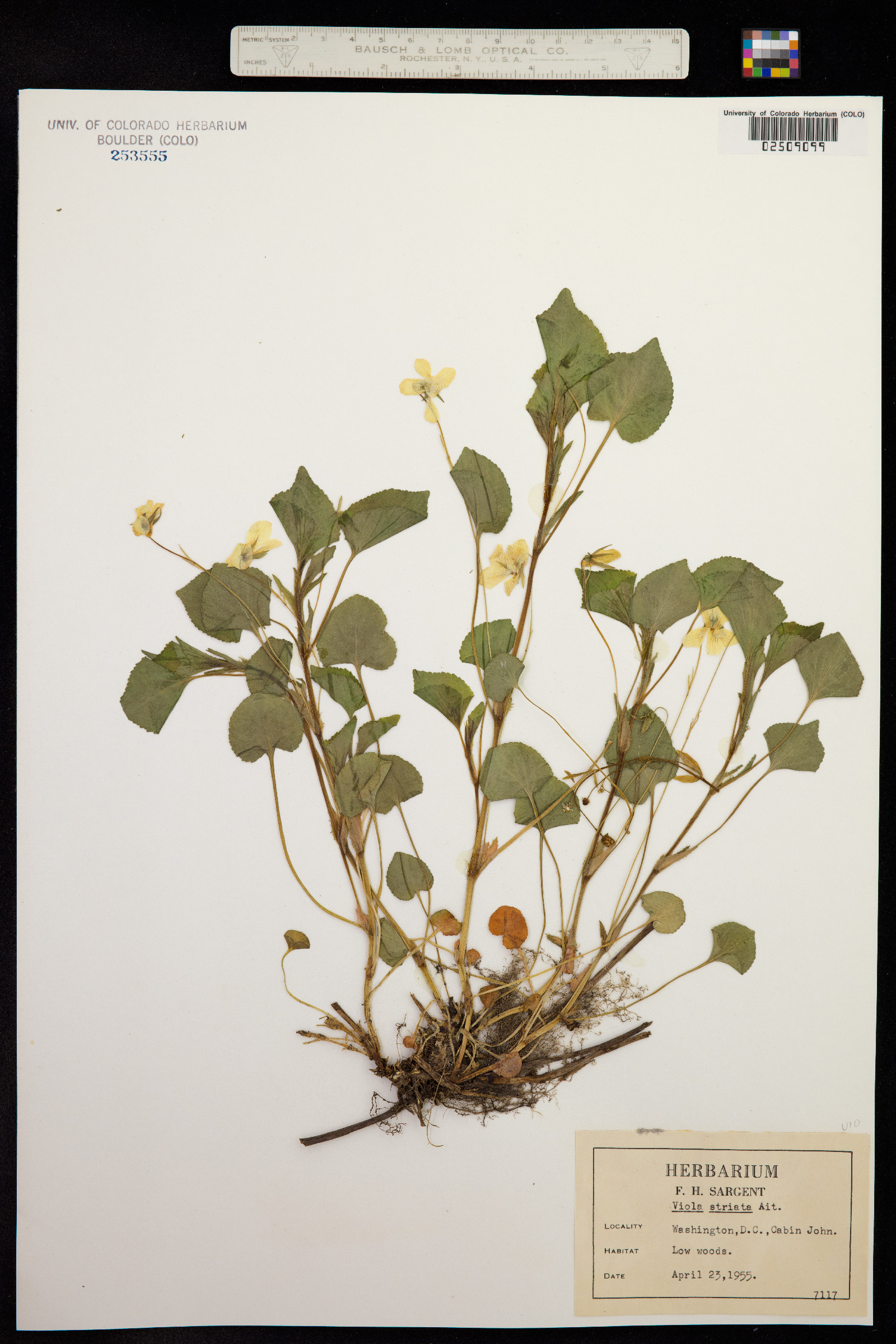 Viola striata image