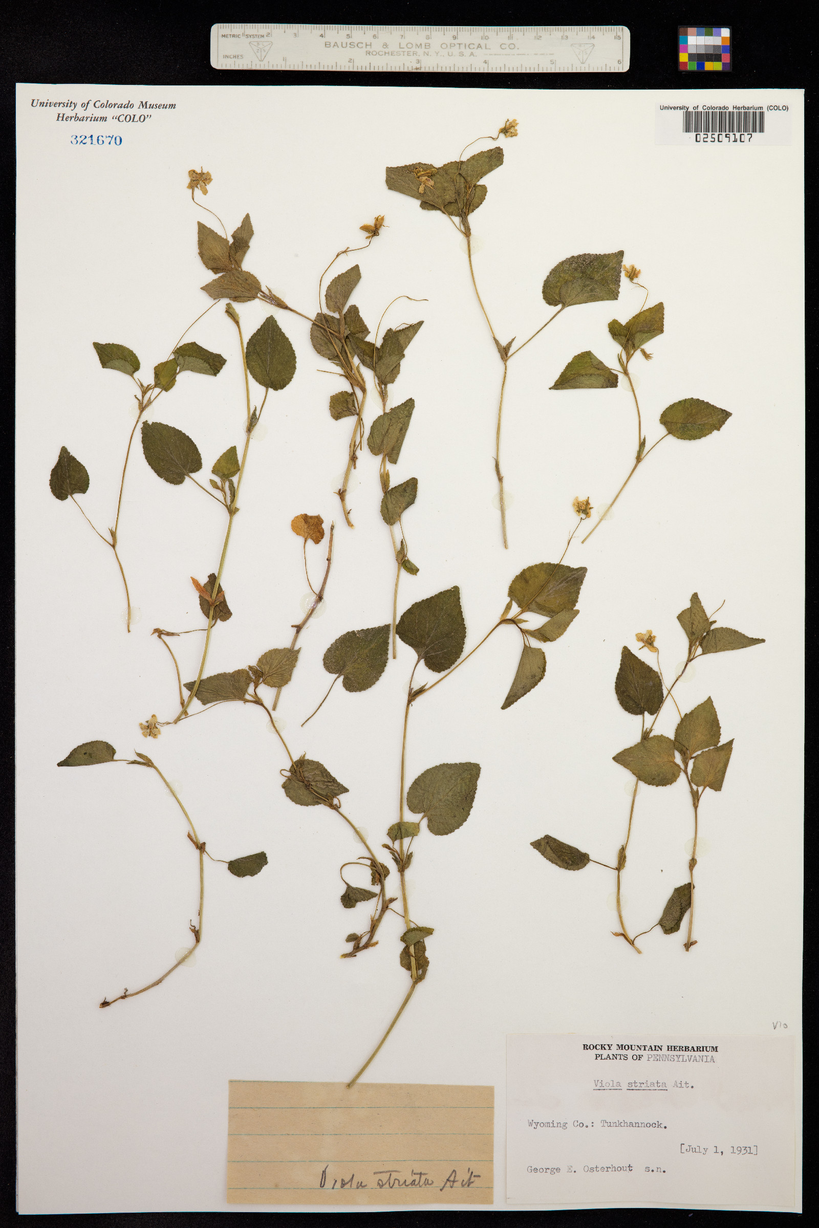 Viola striata image