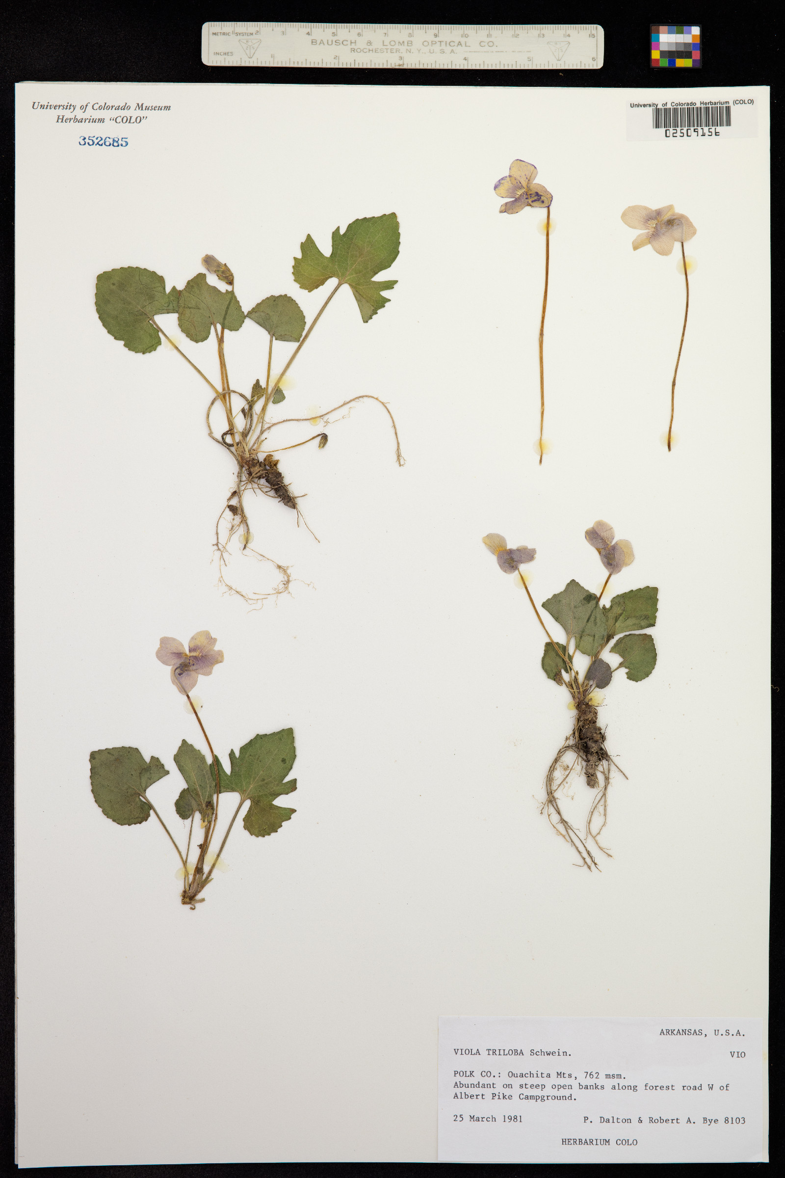 Viola palmata image
