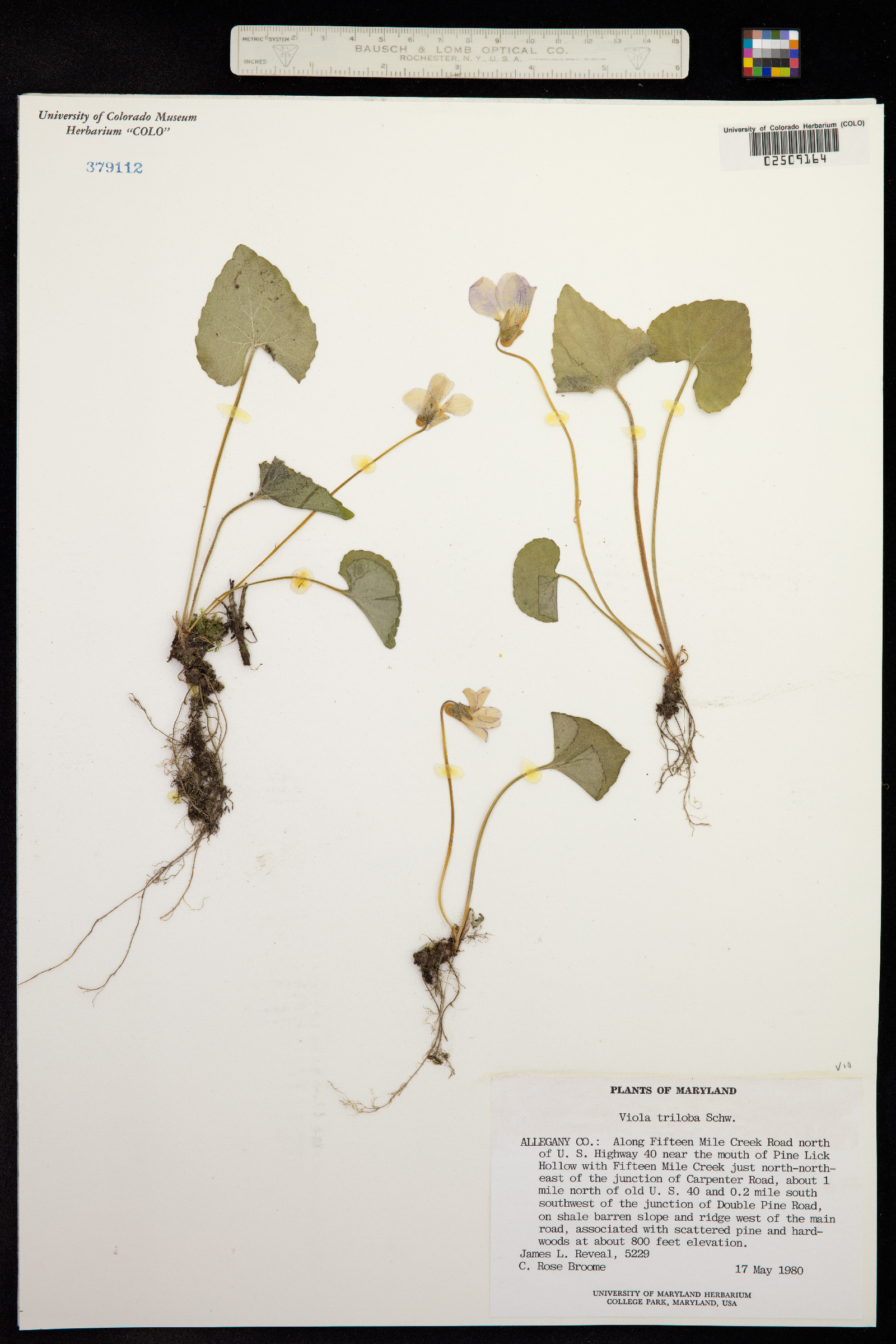 Viola palmata image