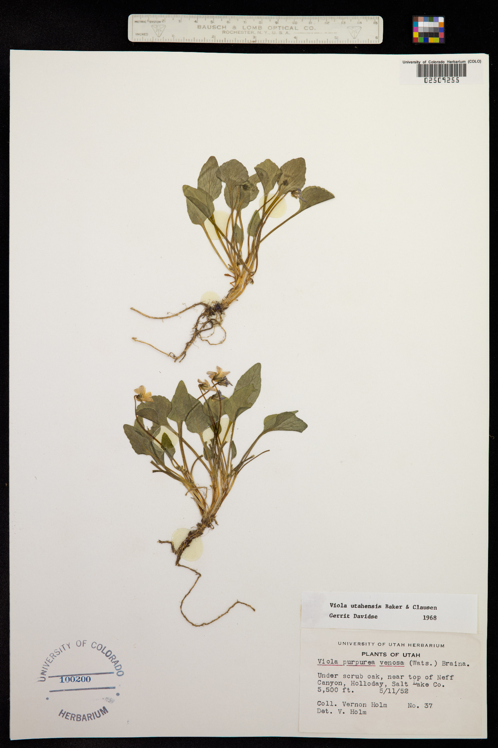 Viola utahensis image
