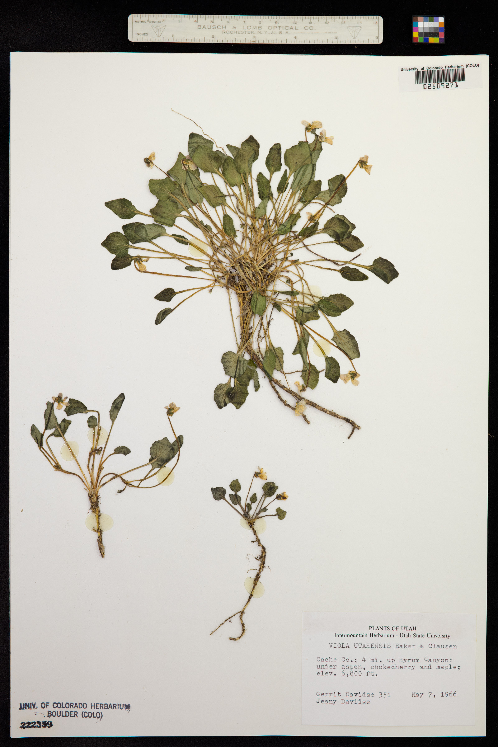 Viola utahensis image