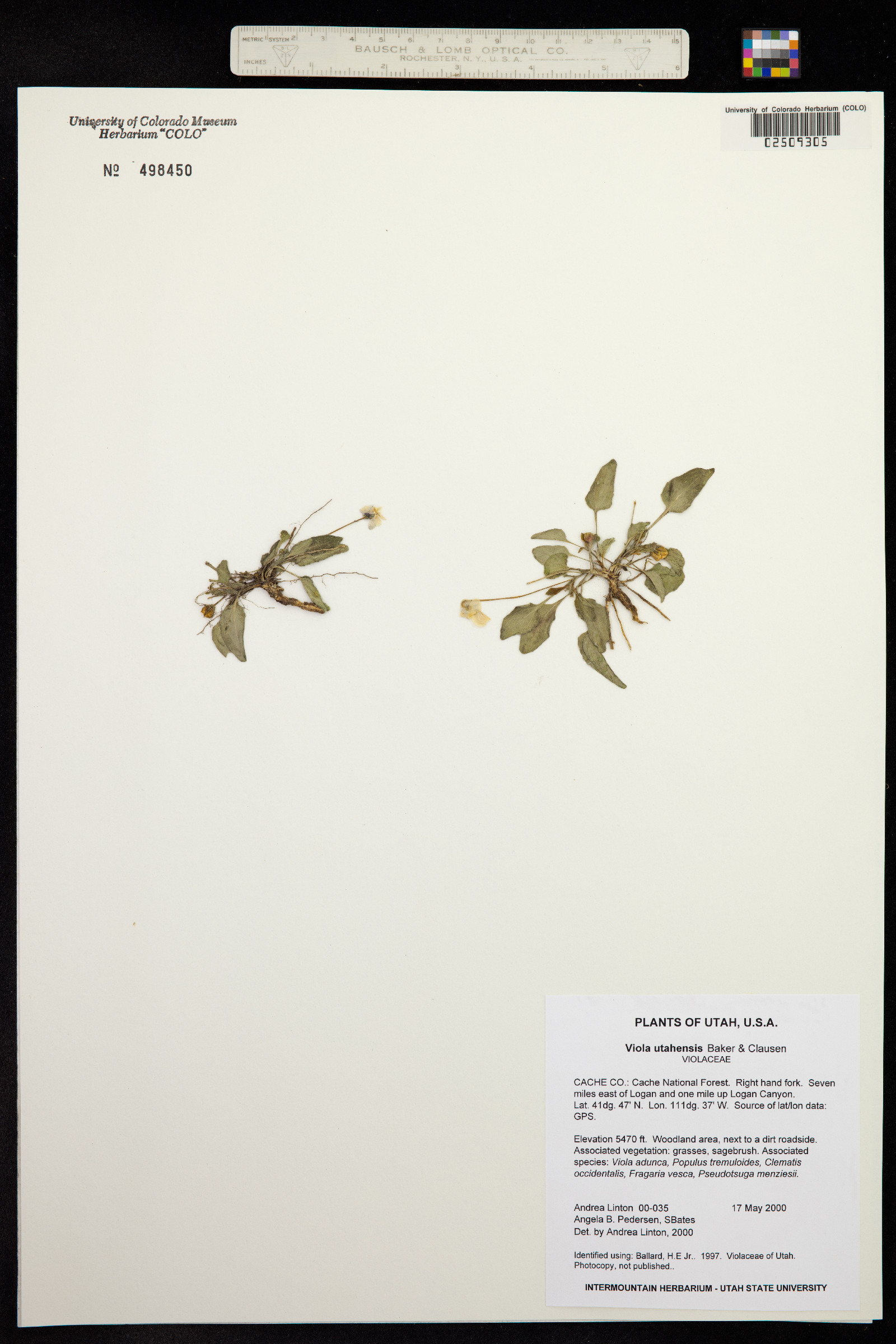 Viola utahensis image