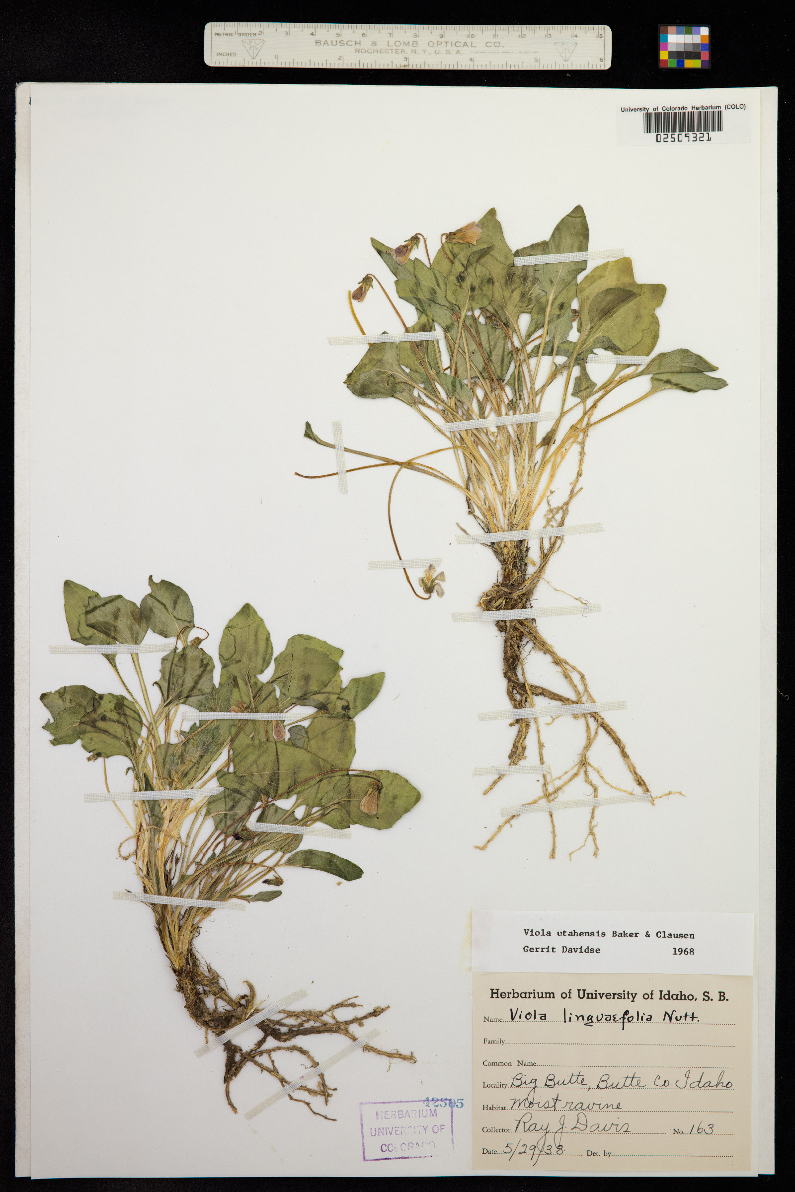 Viola utahensis image