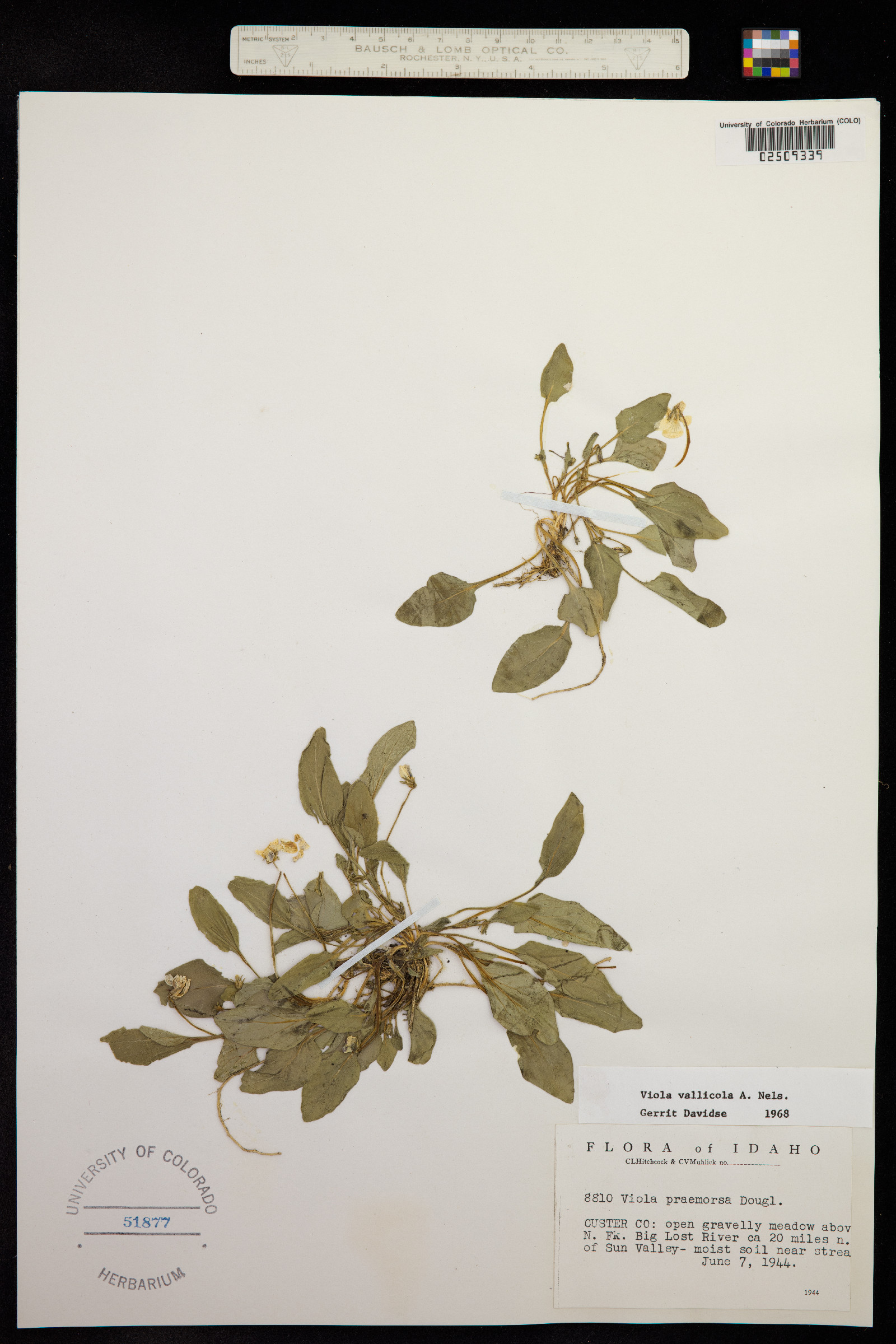 Viola vallicola image