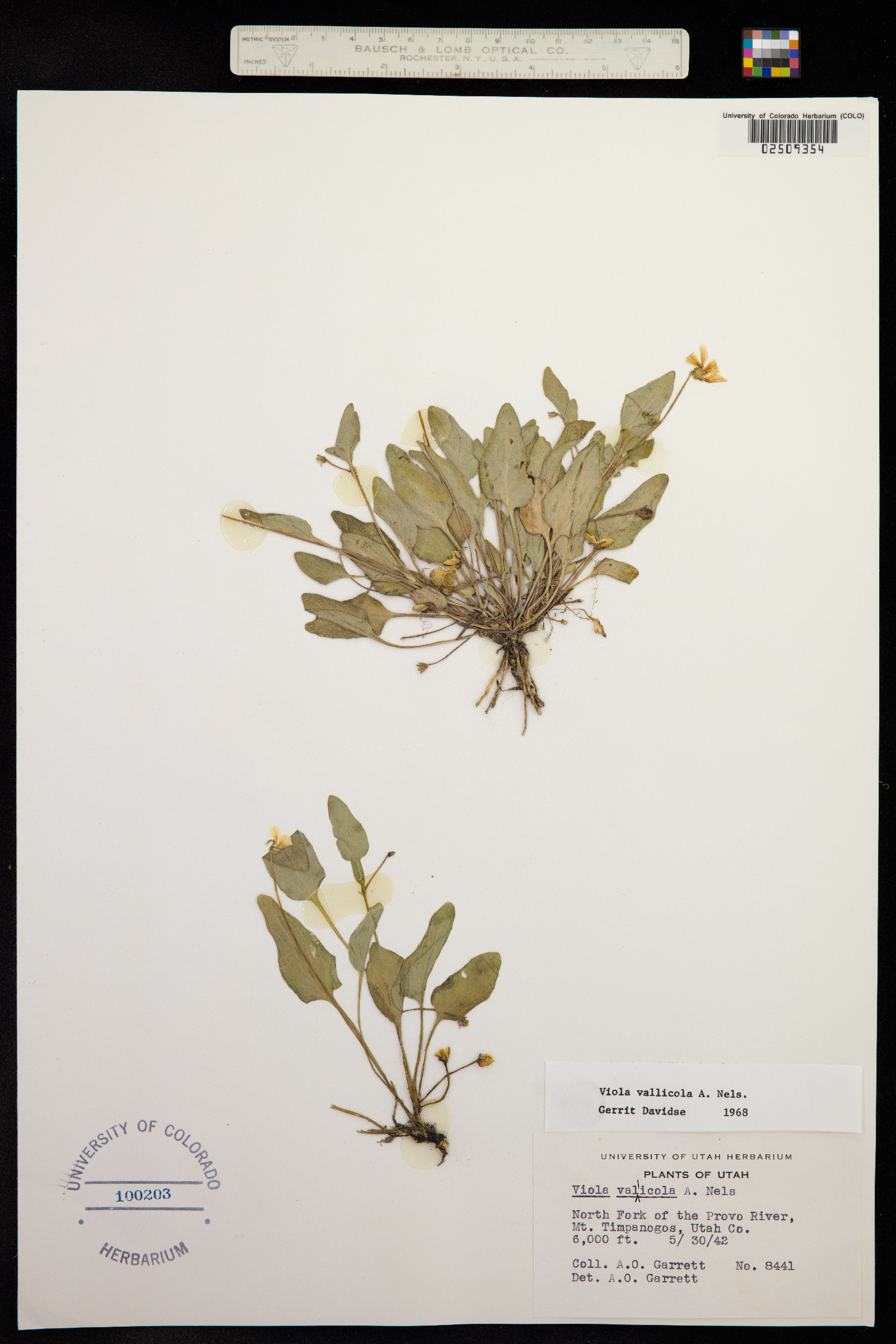 Viola vallicola image