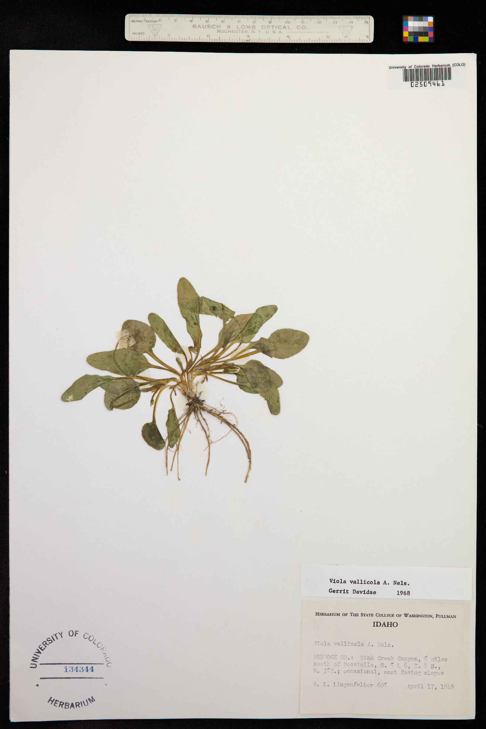 Viola vallicola image