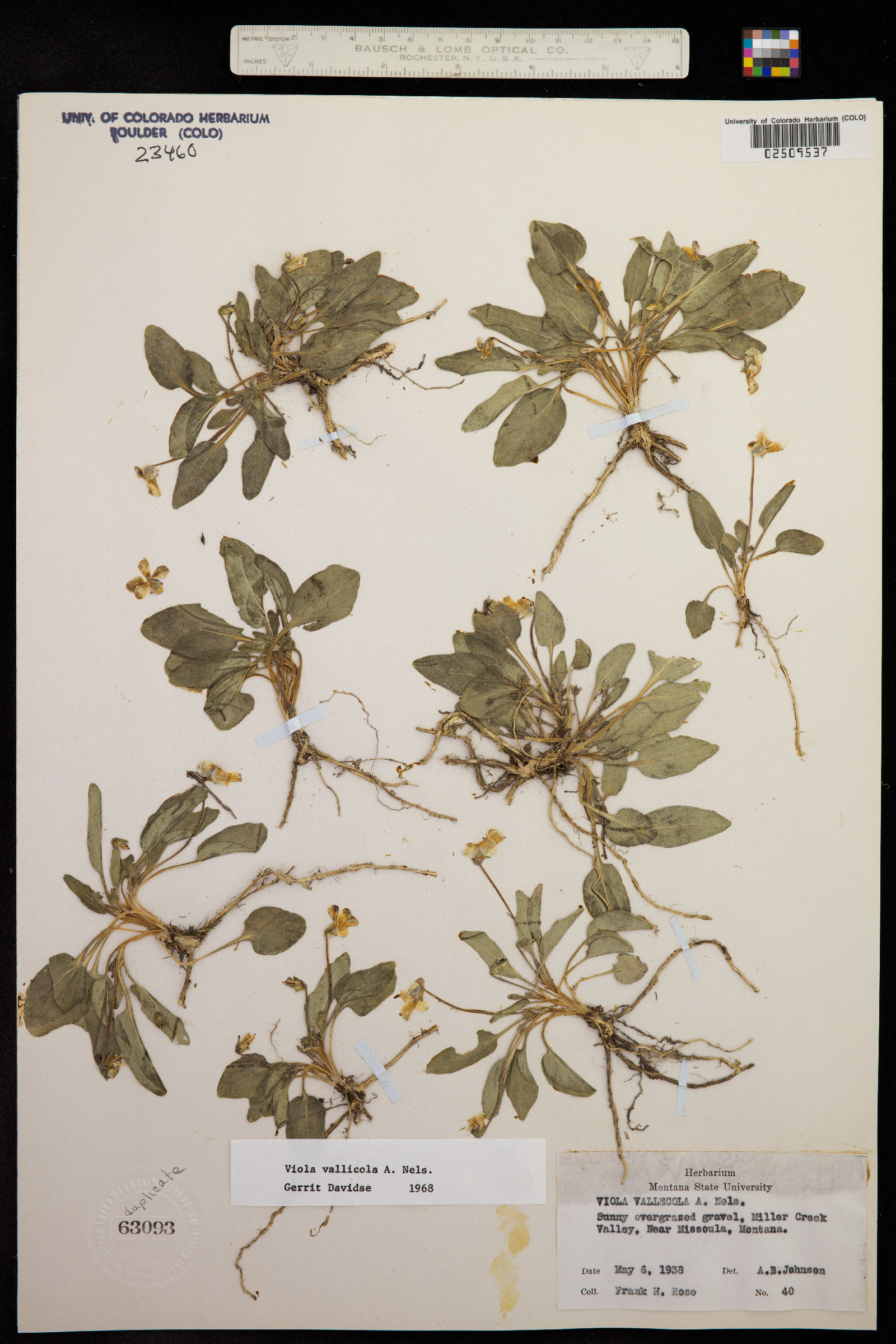 Viola vallicola image