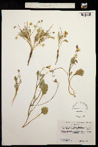 Viola aurea image