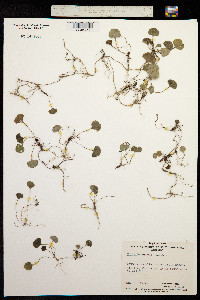 Viola hederacea image