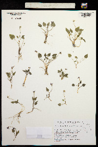 Viola lithion image