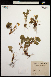 Viola mirabilis image