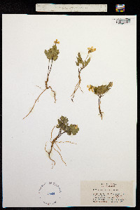 Image of Viola psychodes