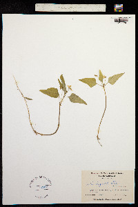 Image of Viola tripartita