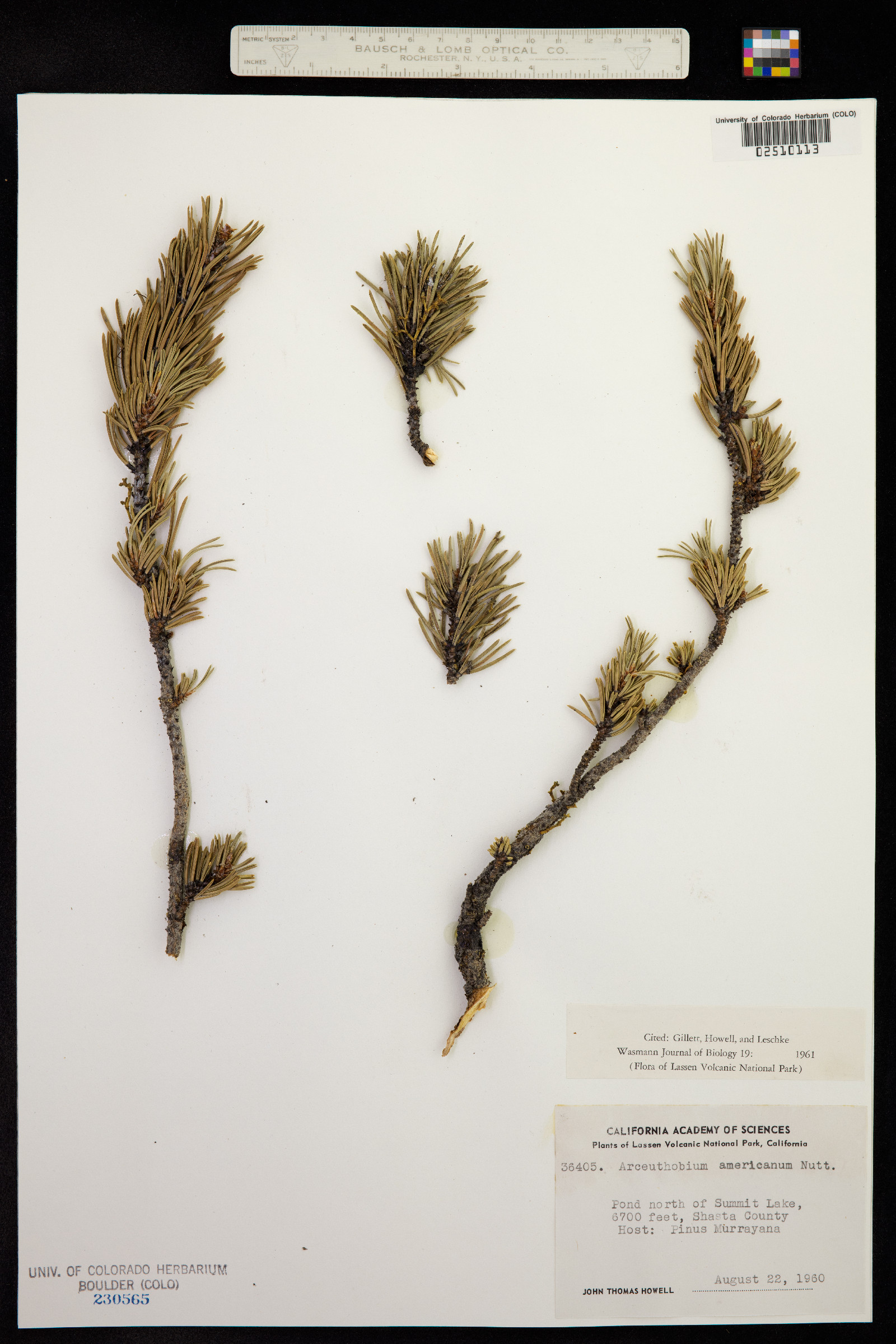 Arceuthobium americanum image