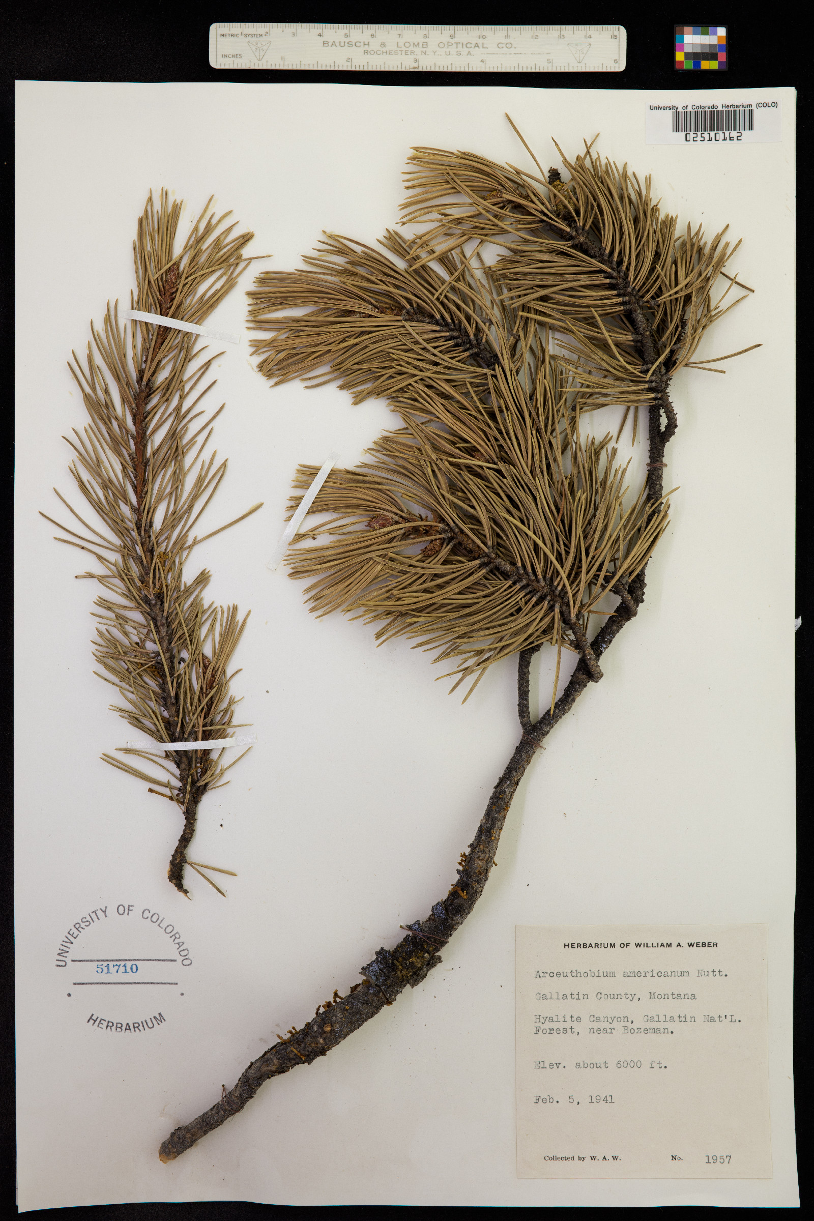 Arceuthobium americanum image