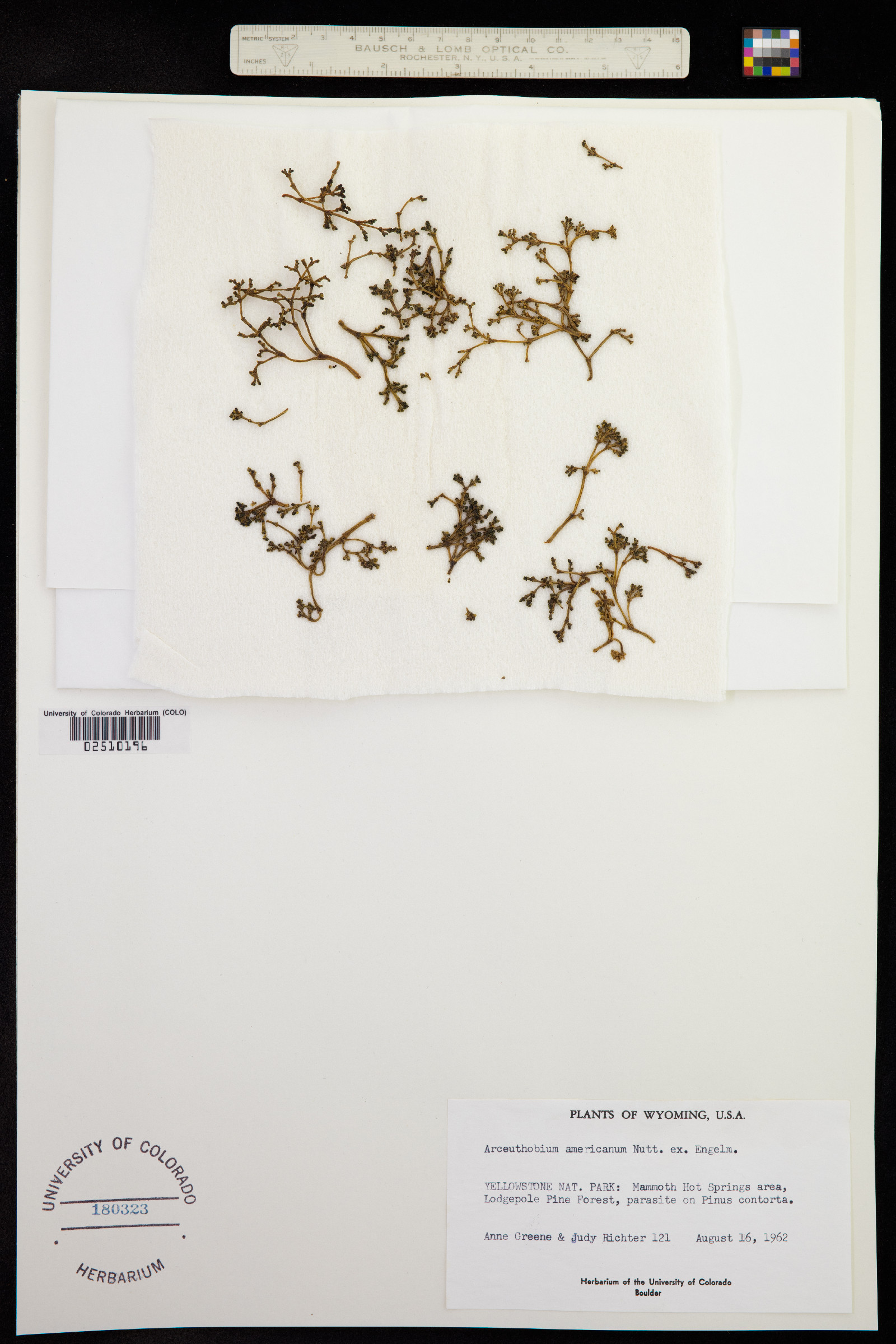Arceuthobium americanum image