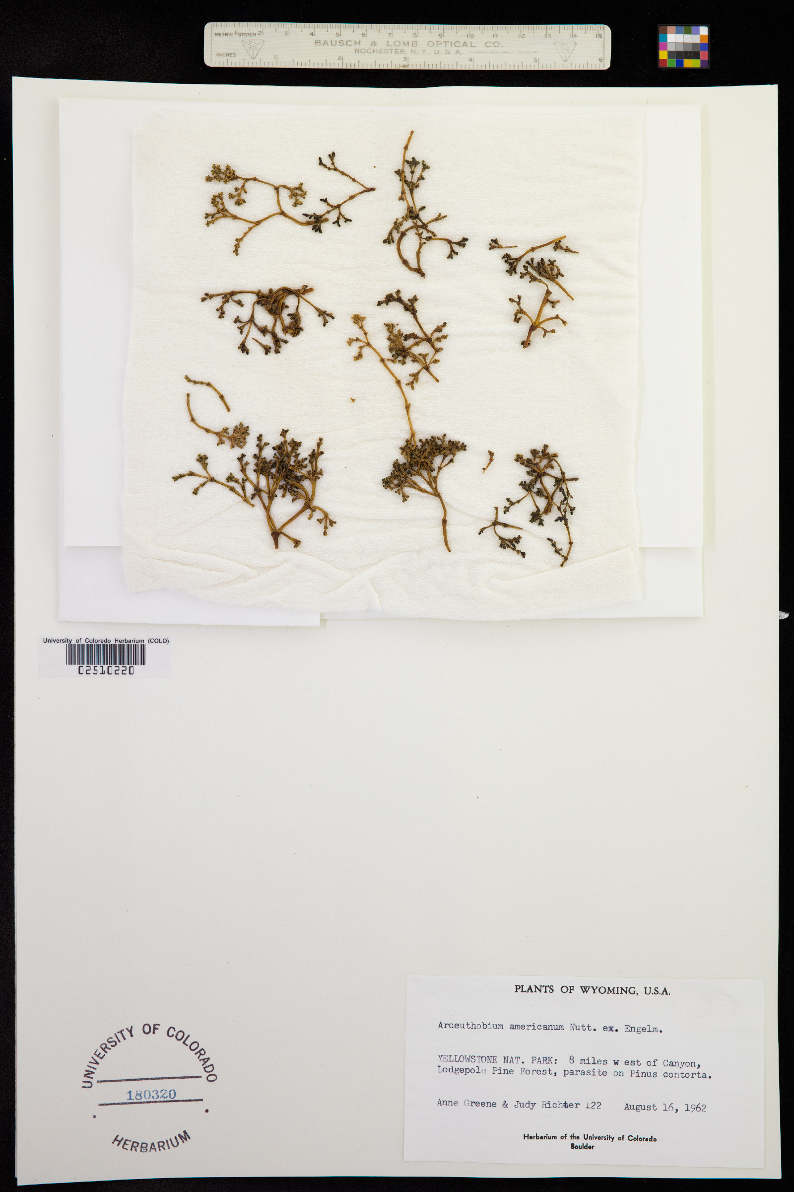 Arceuthobium americanum image