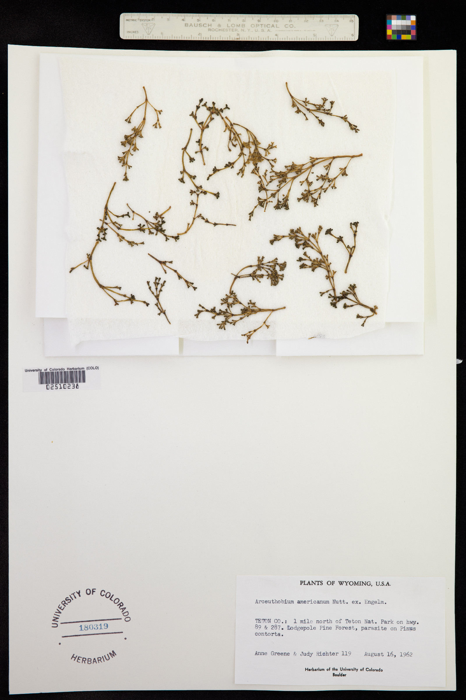 Arceuthobium americanum image
