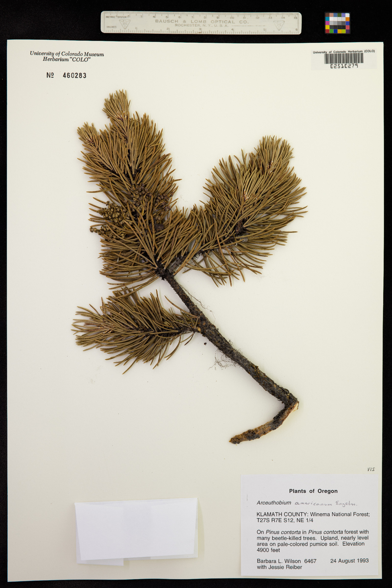 Arceuthobium americanum image