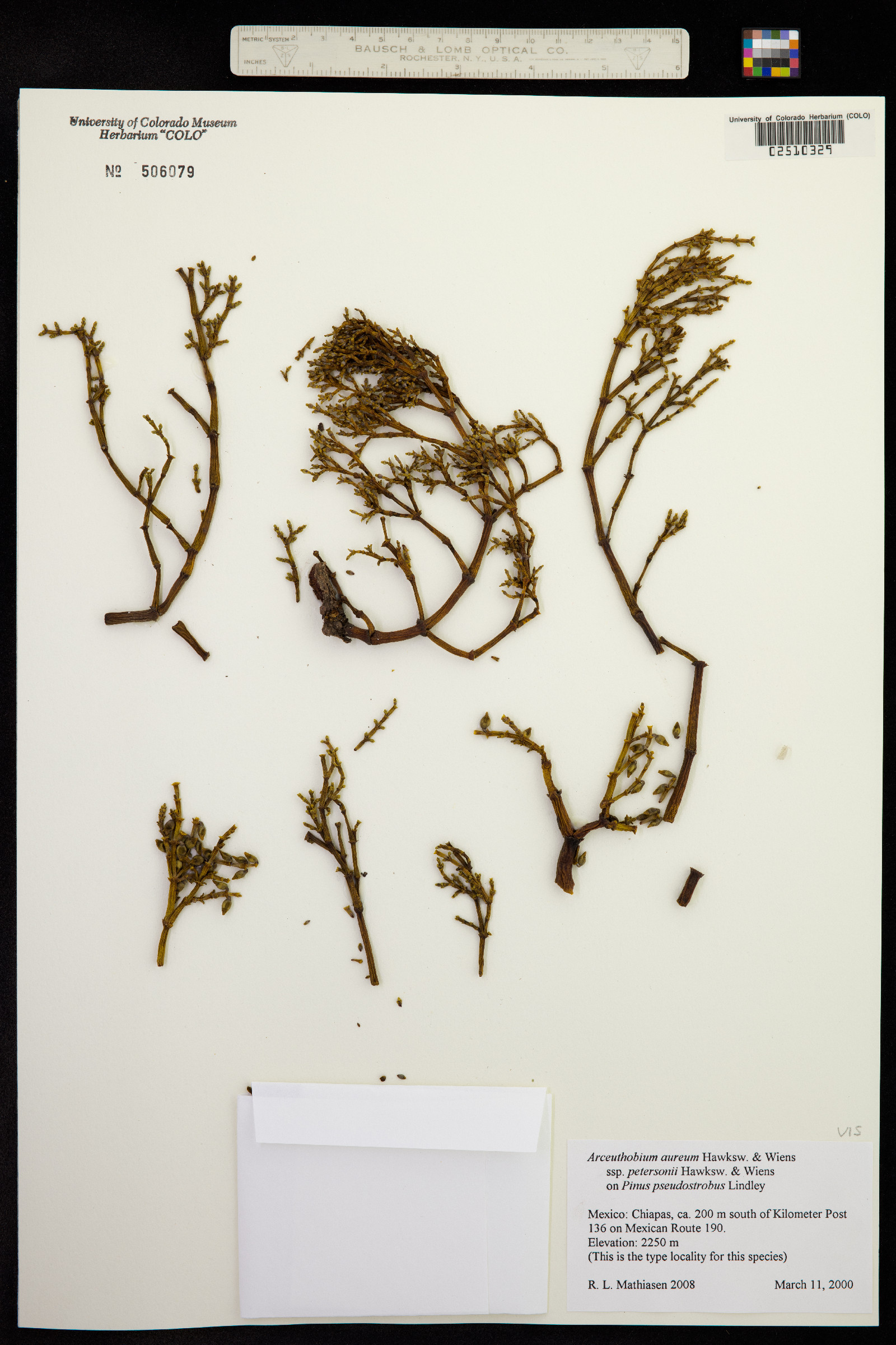 Arceuthobium aureum image