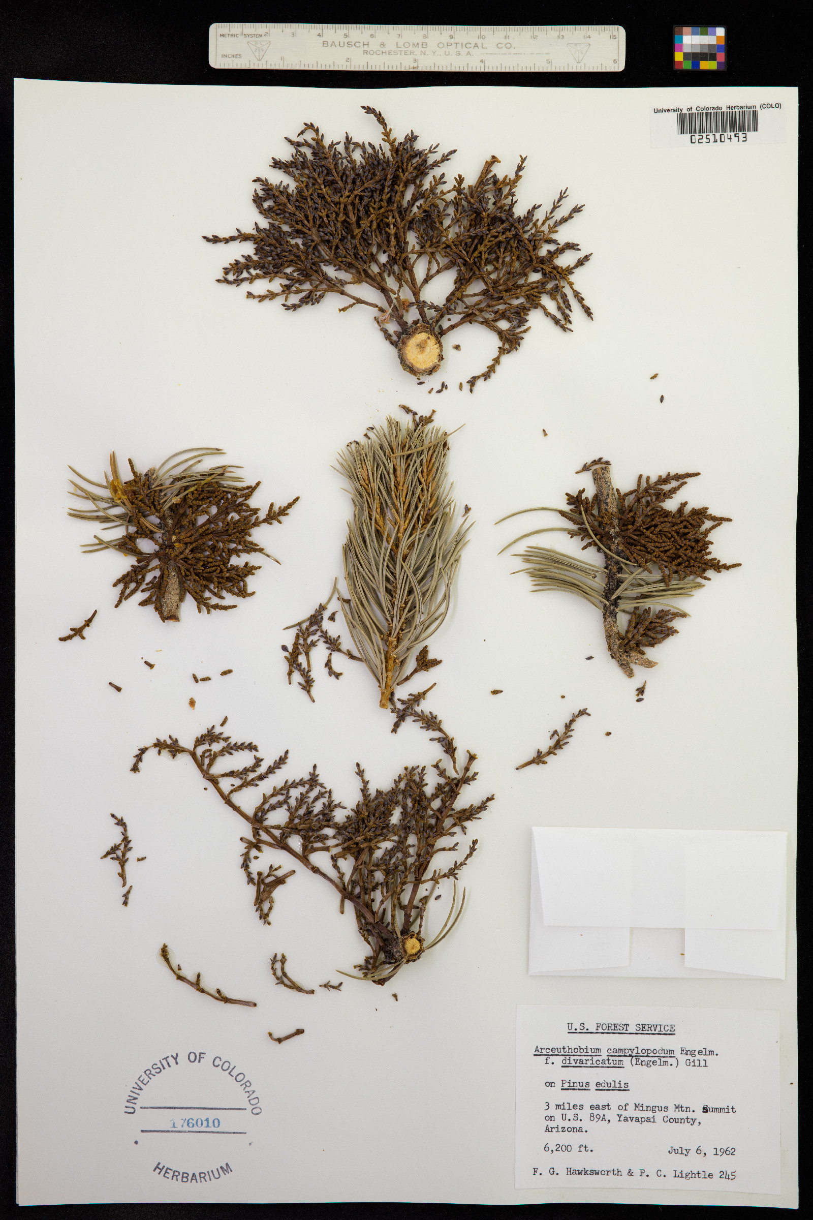 Arceuthobium campylopodum image