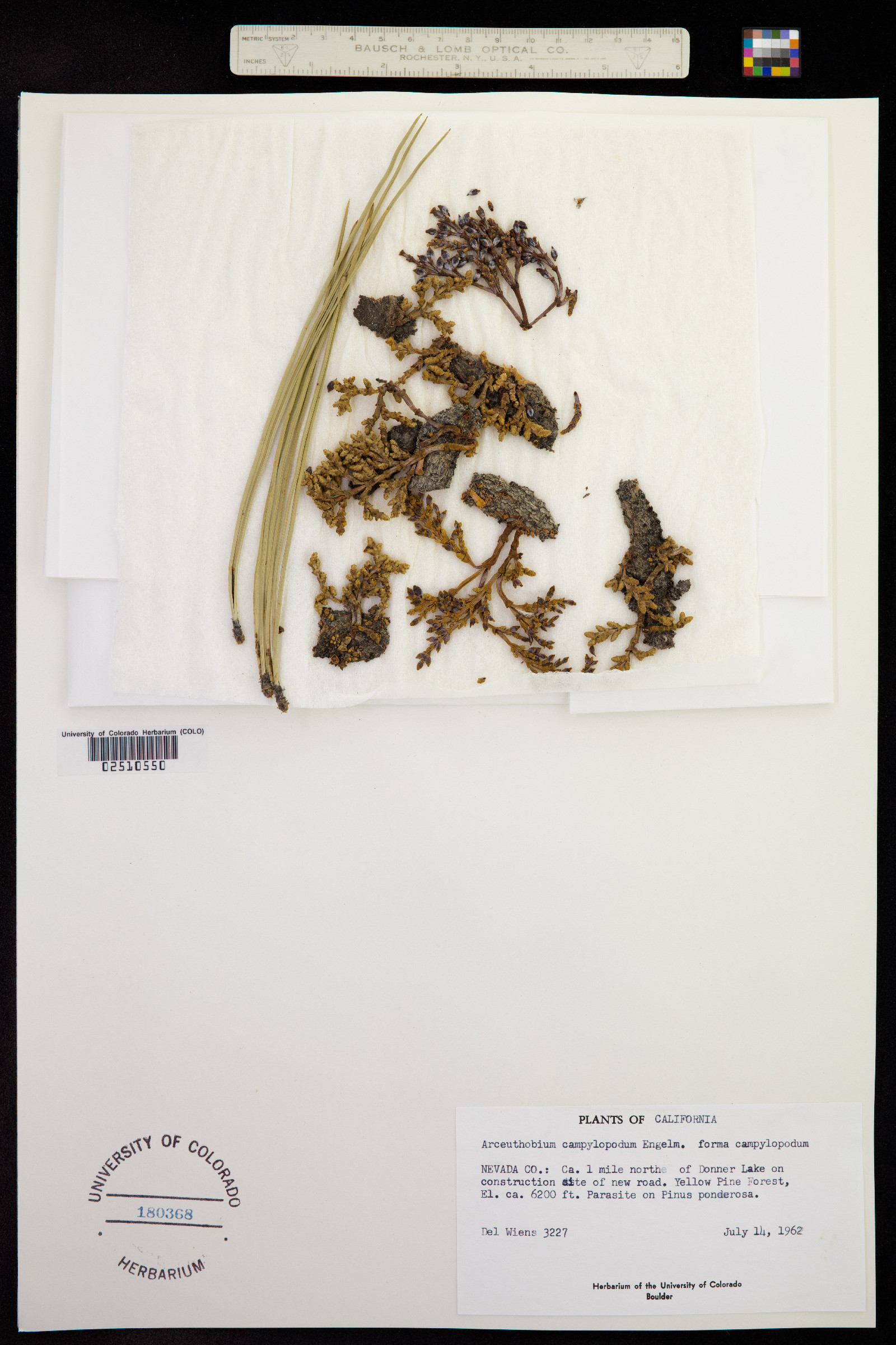 Arceuthobium image