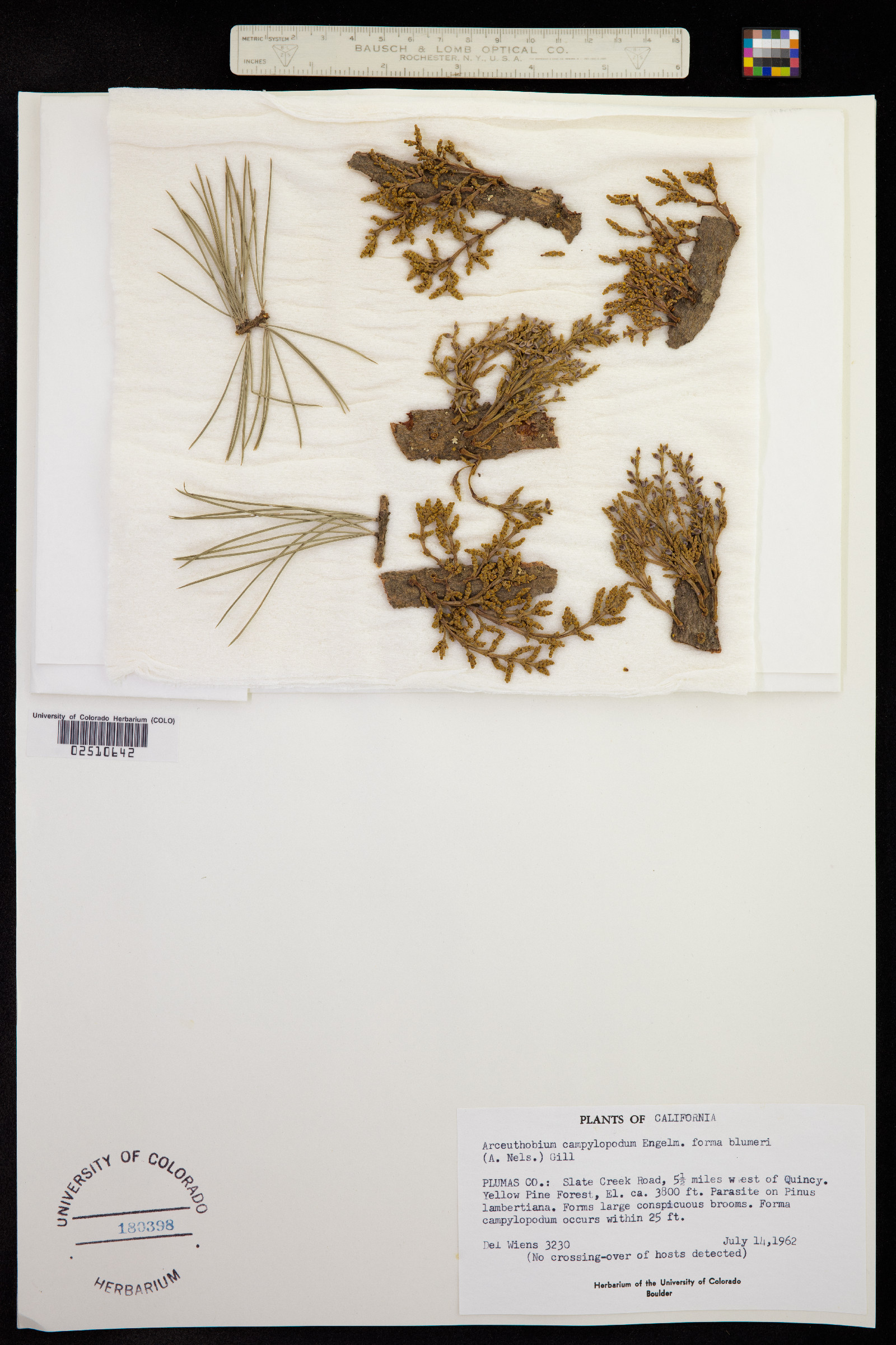 Arceuthobium campylopodum image