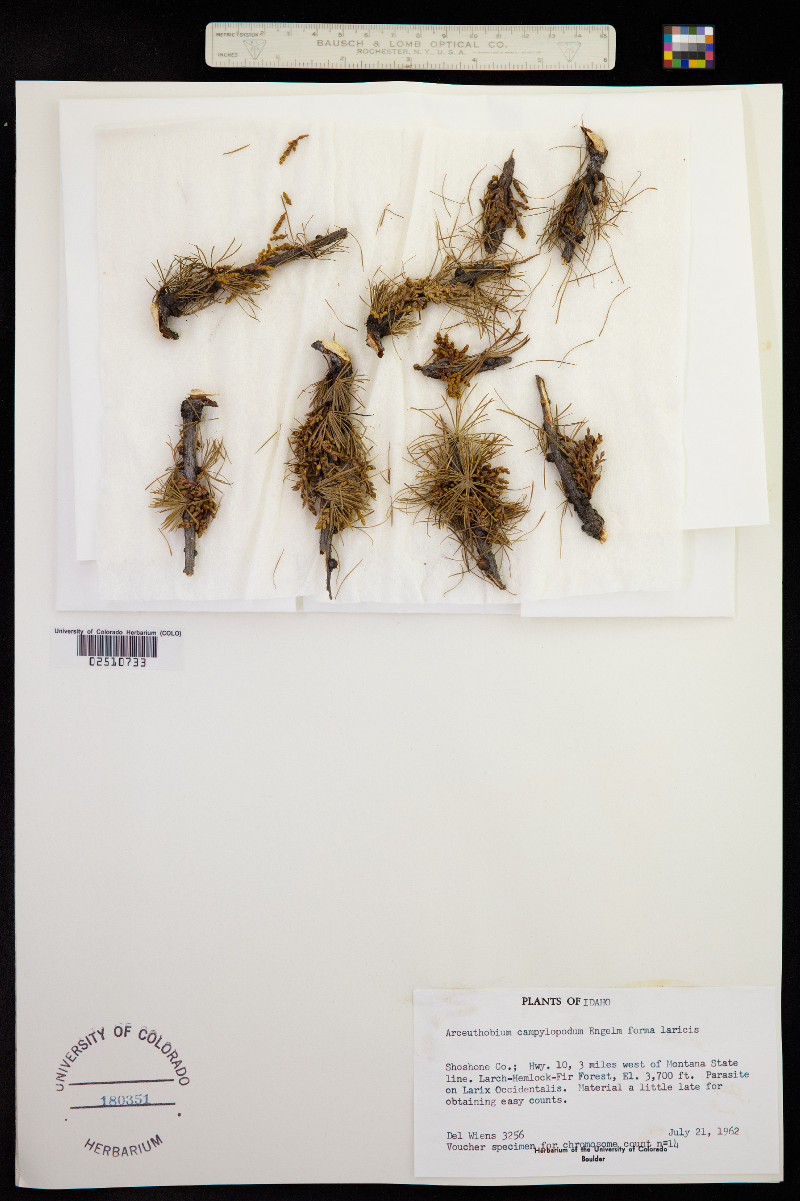 Arceuthobium campylopodum image