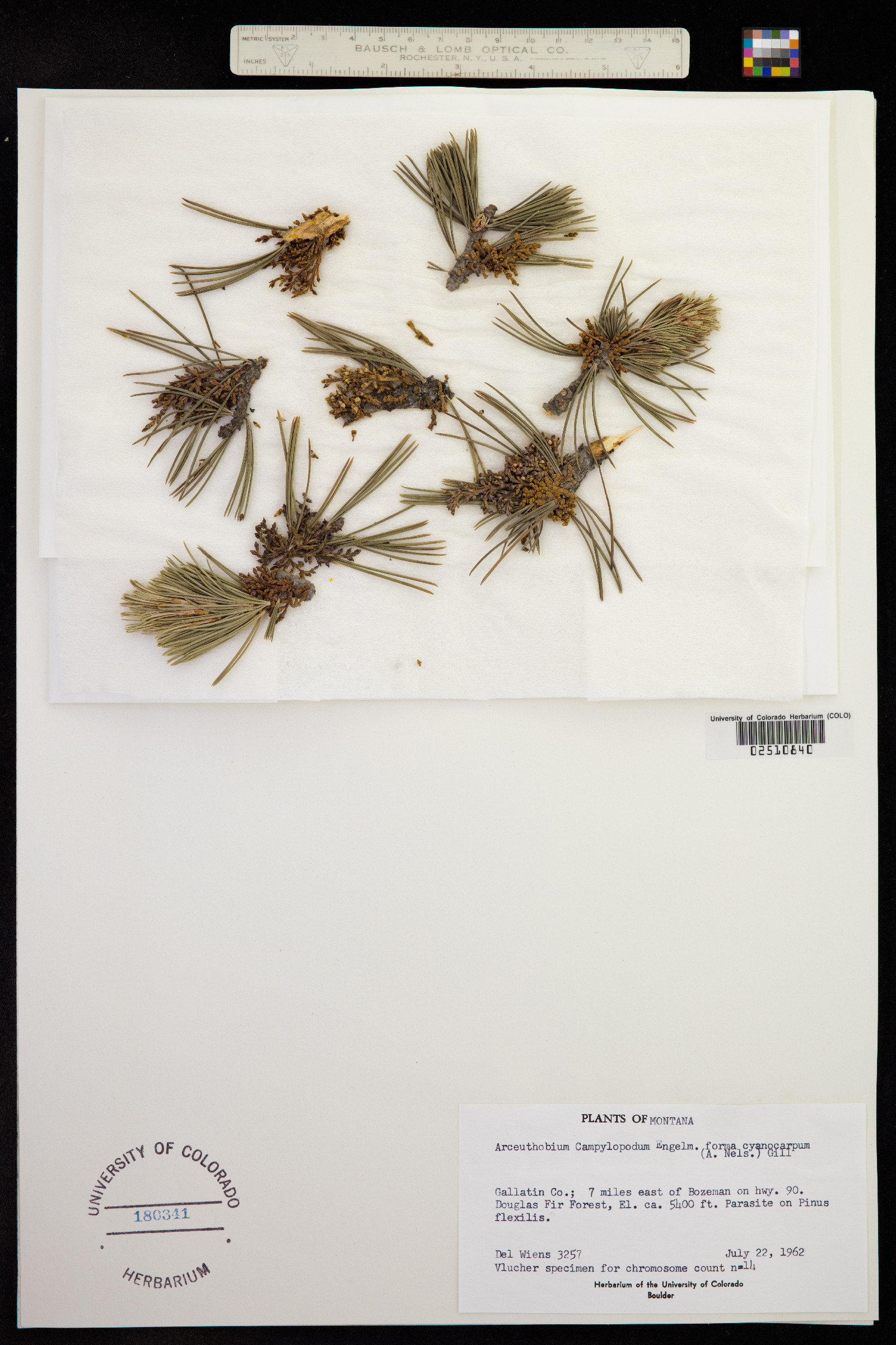 Arceuthobium campylopodum image