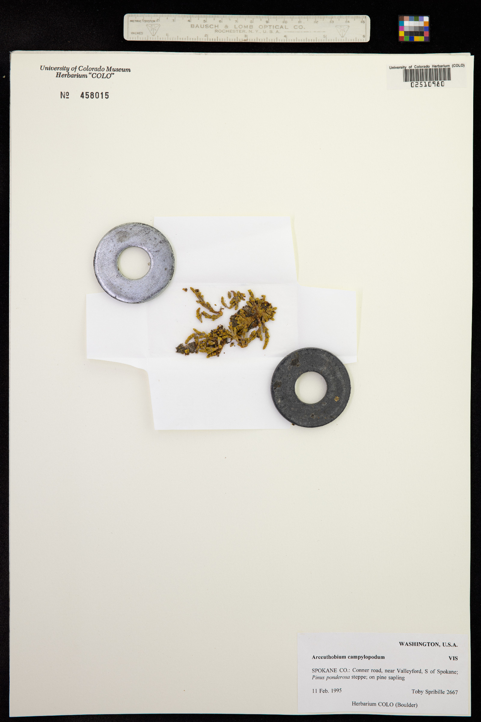 Arceuthobium campylopodum image