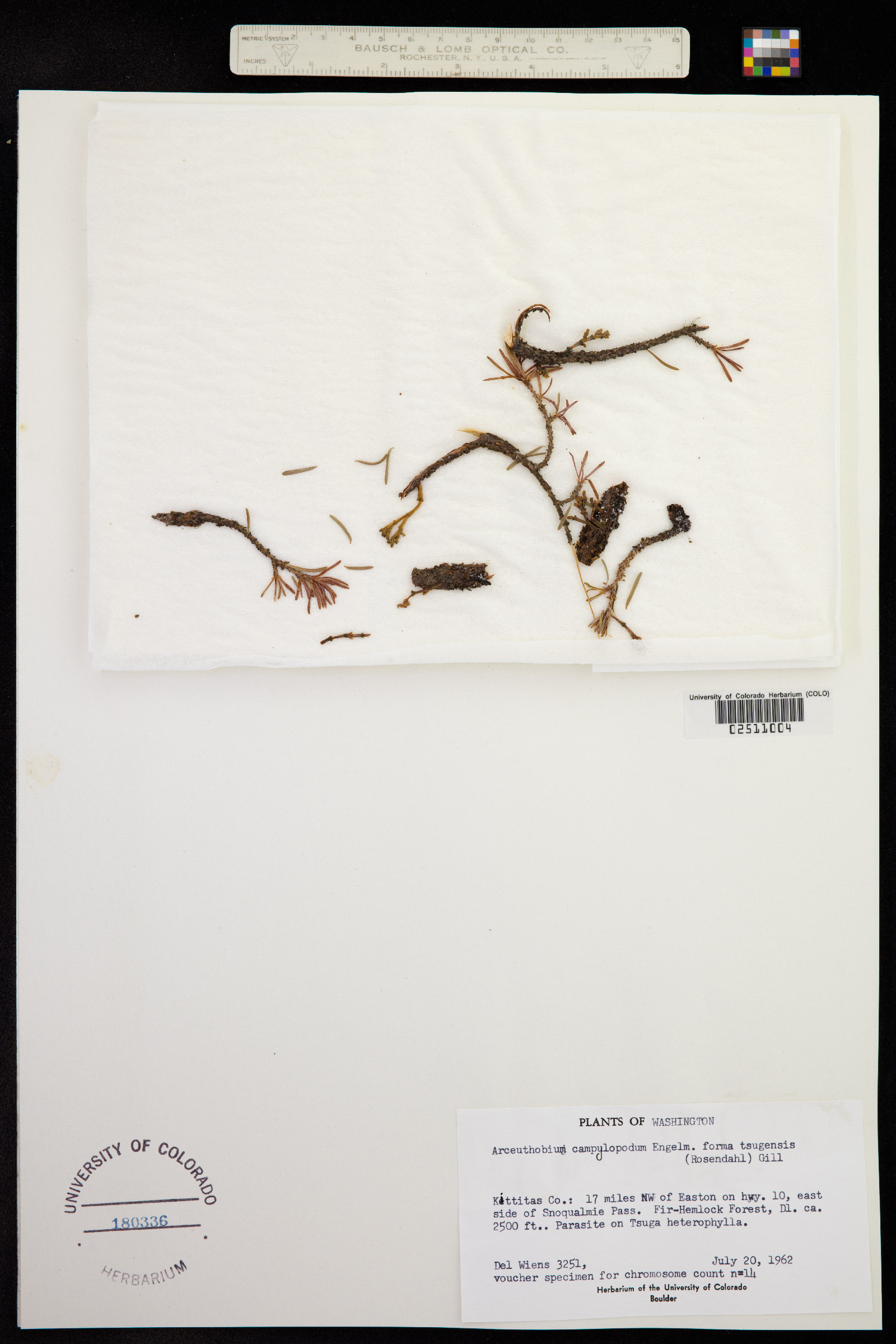 Arceuthobium campylopodum image