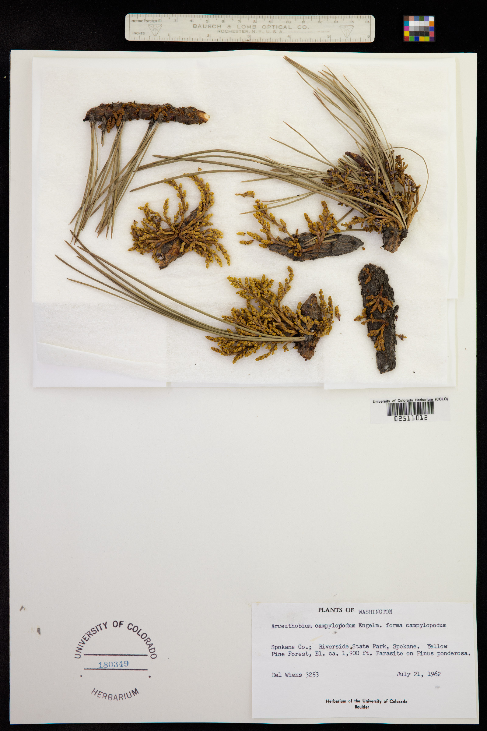 Arceuthobium campylopodum image