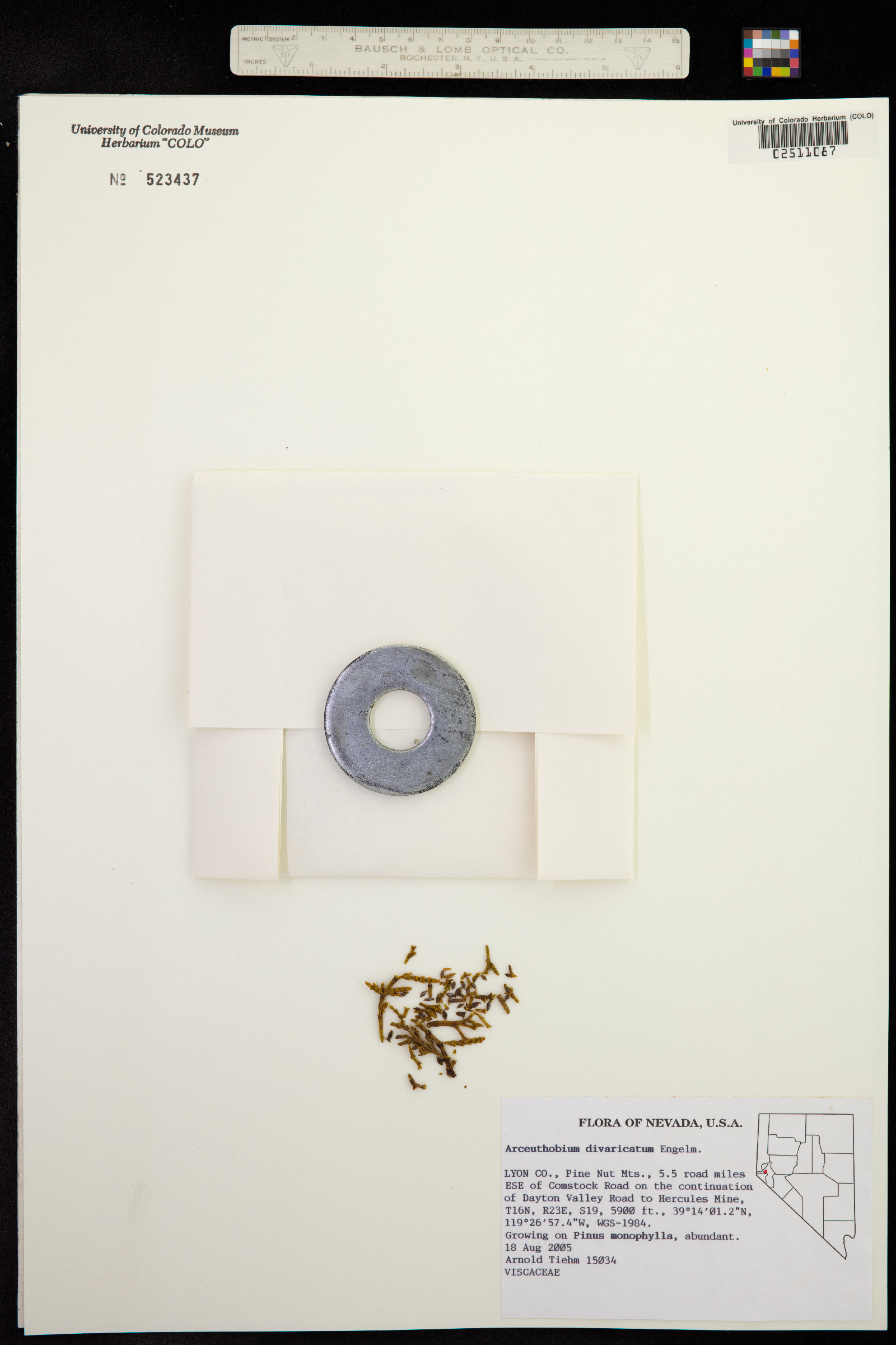 Arceuthobium divaricatum image