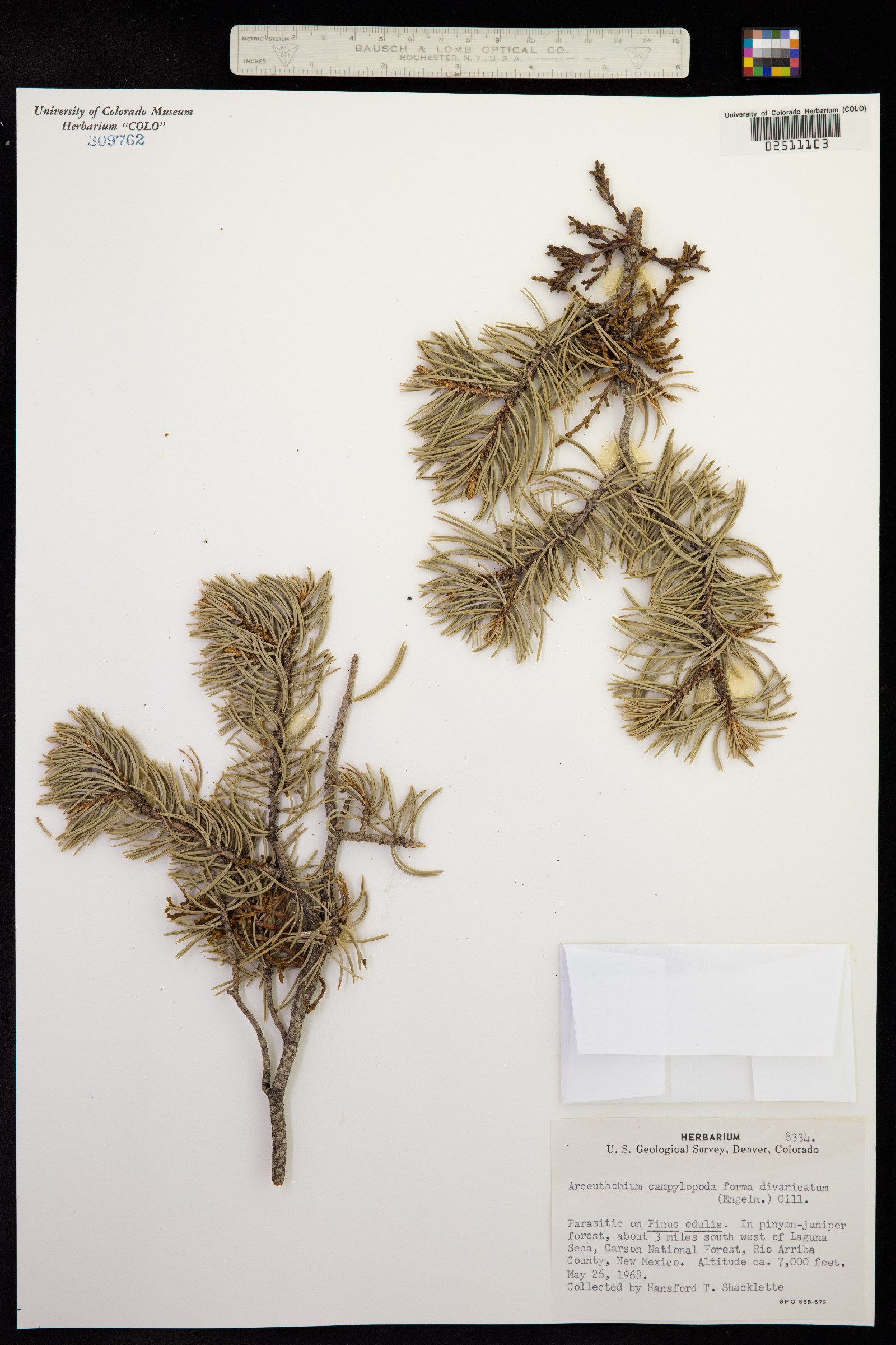 Arceuthobium divaricatum image