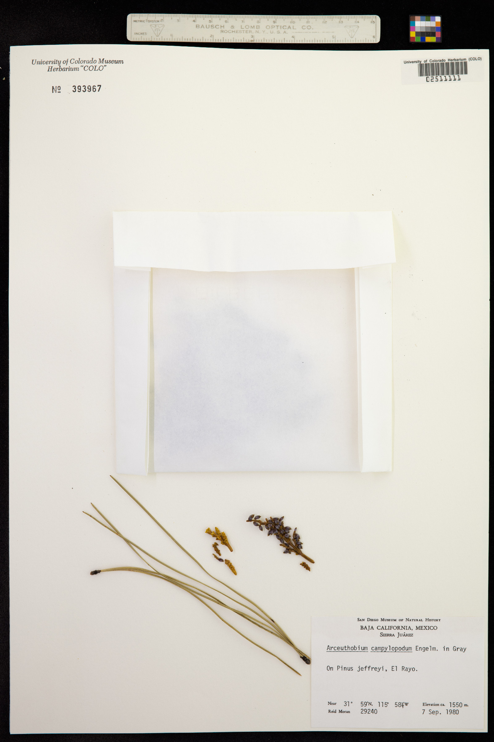 Arceuthobium divaricatum image