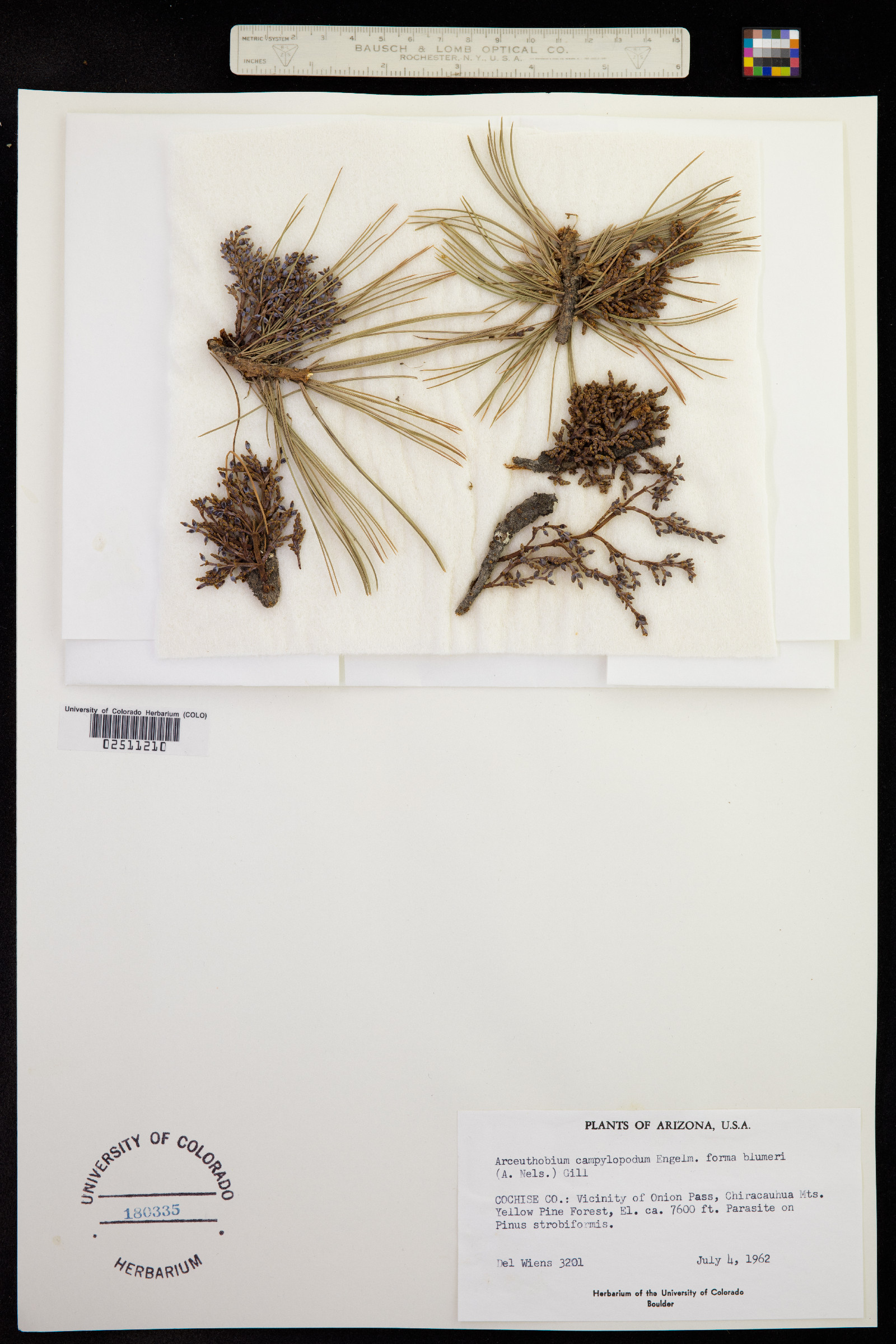 Arceuthobium douglasii image