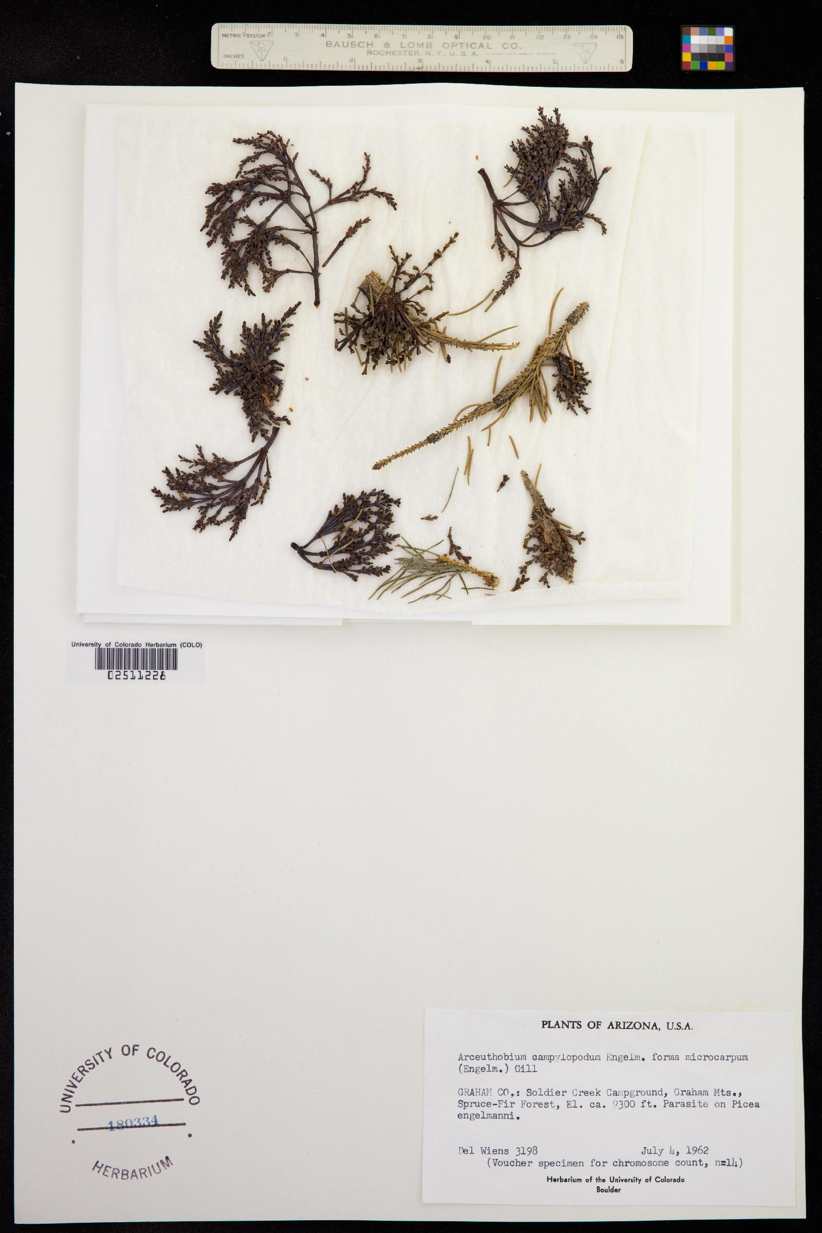 Arceuthobium douglasii image