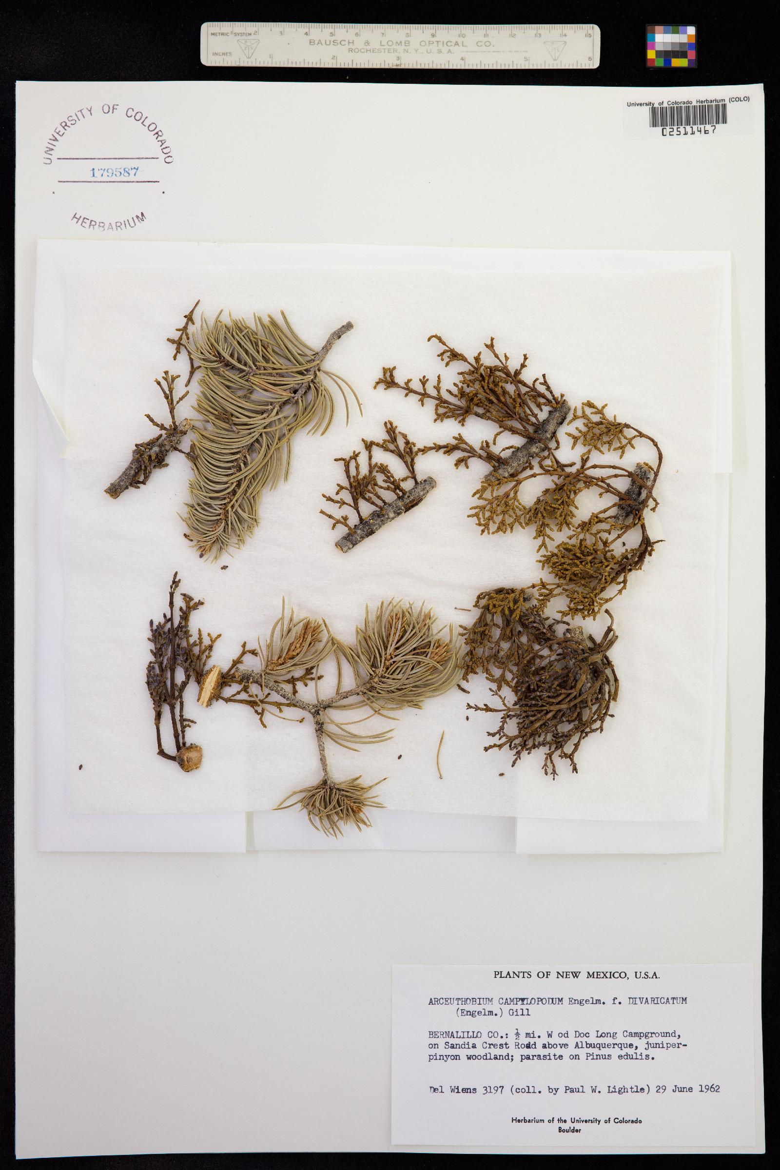 Arceuthobium douglasii image