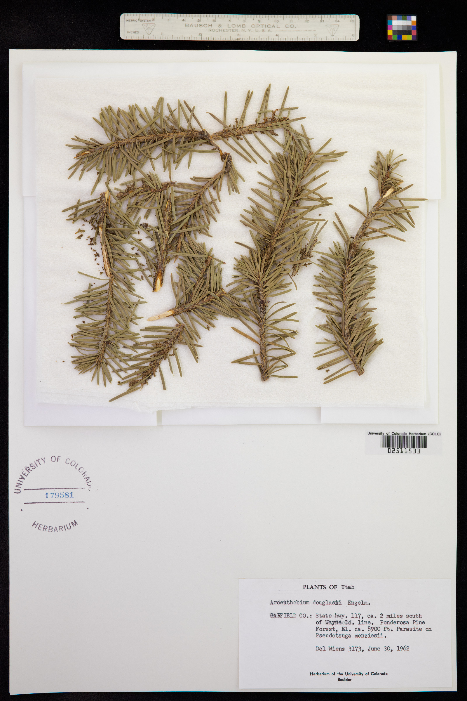 Arceuthobium douglasii image