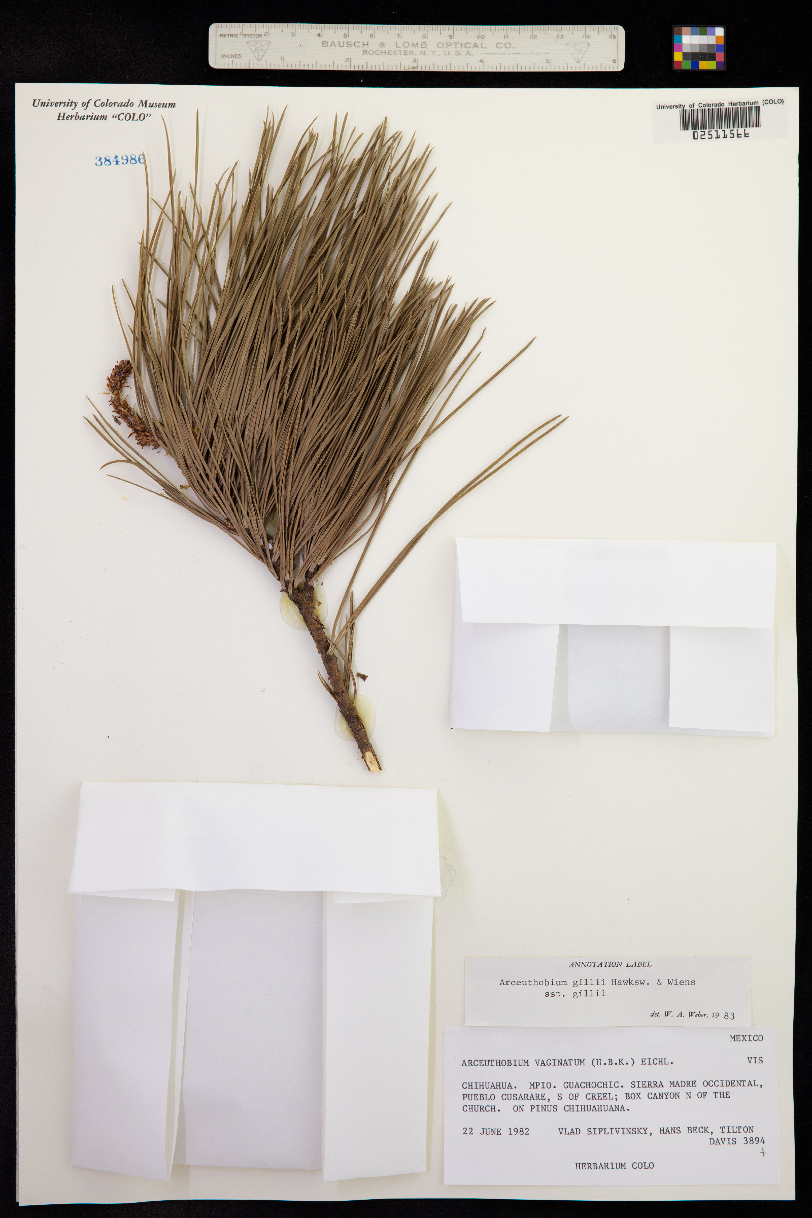 Arceuthobium gillii image