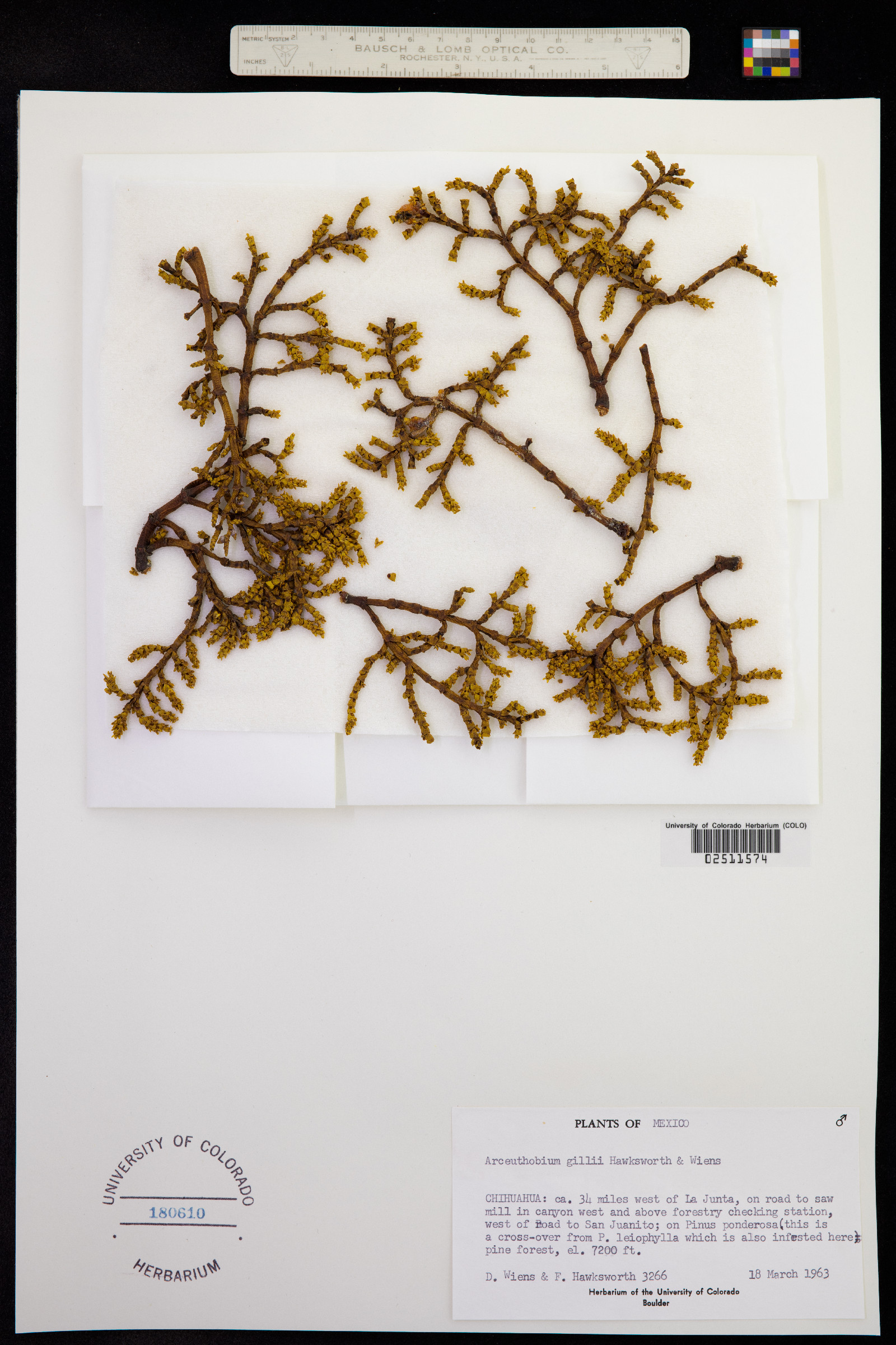 Arceuthobium gillii image
